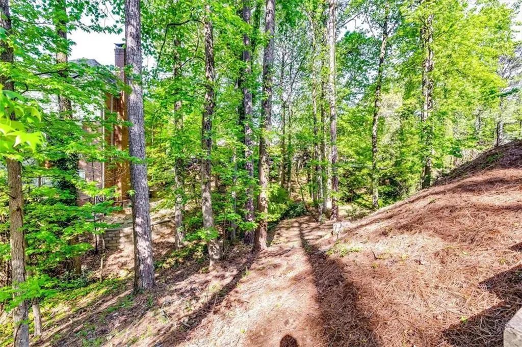 View of tree filled area