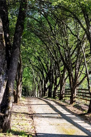 Tree lined driveway