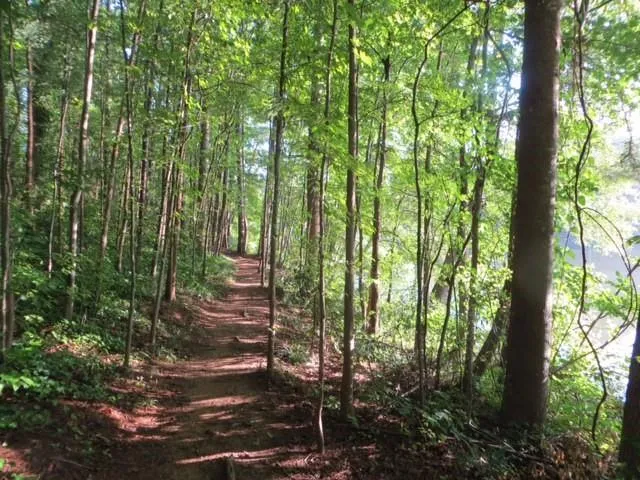 View of wooded area