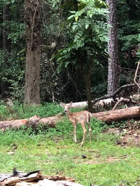7995 Innsbruck Drive, Sandy Springs, Georgia 30350, 5 Bedrooms Bedrooms, ,4 BathroomsBathrooms,Residential,Sold,7995 Innsbruck Drive,6767656 7995 Innsbruck Drive, Sandy Springs, Georgia 30350, 5 Bedrooms Bedrooms, ,4 BathroomsBathrooms,Residential,Sold,7995 Innsbruck Drive,6767656