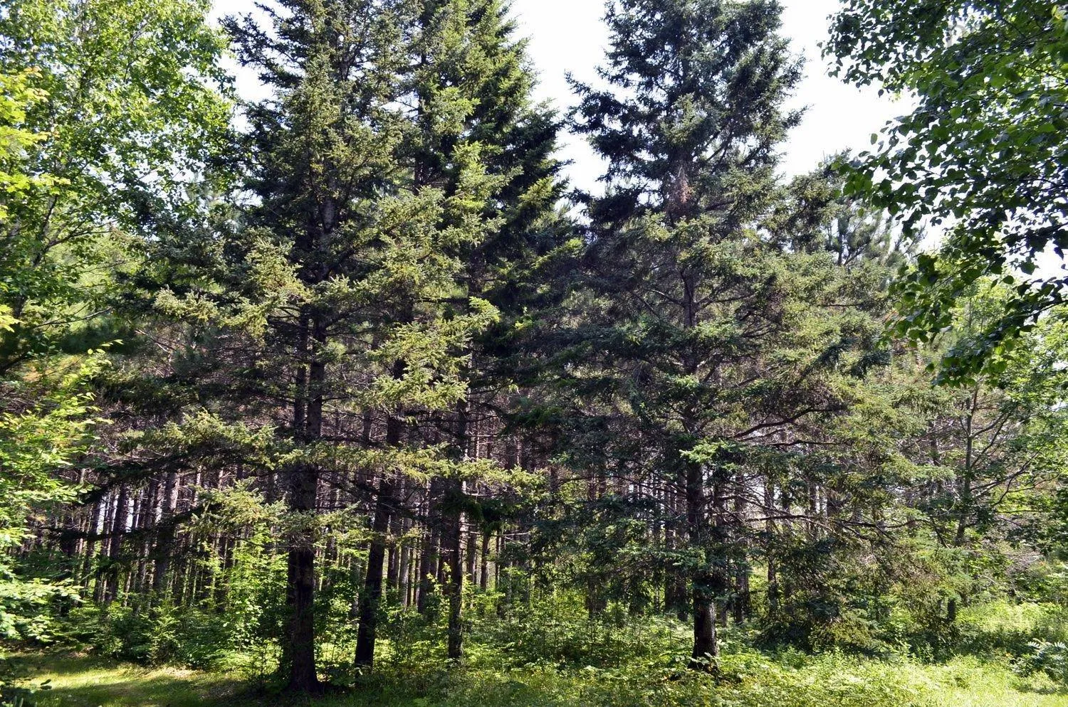 Lot 1 132 Colonial Arms Drive, Deep Brook Ns B0s 1j0, ,Land,For Sale,132 Colonial Arms Drive,202510621