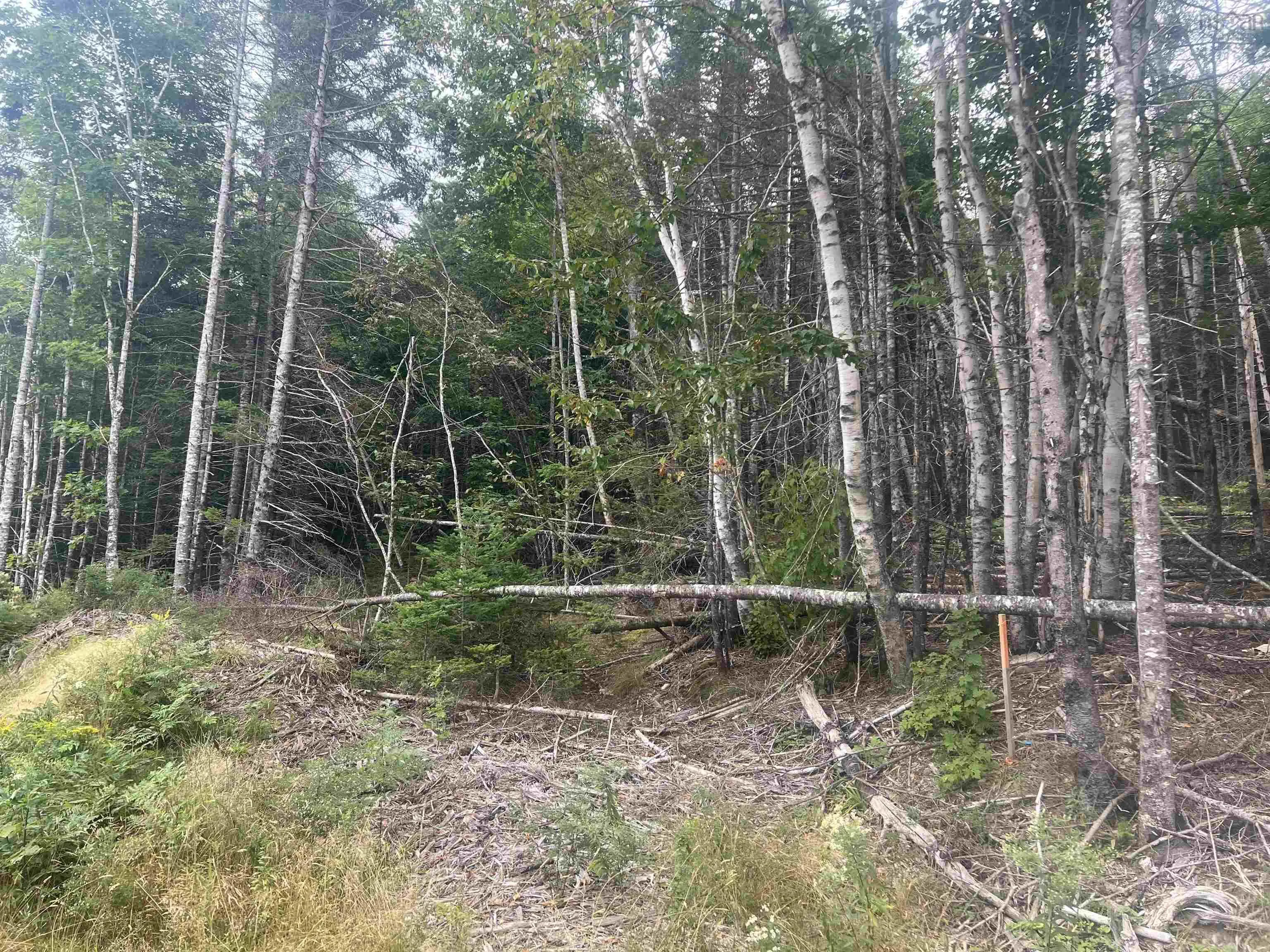 Lochiel Lake Road Lot 6, South Lochaber Ns B2g 2l3, ,Land,For Sale,Lochiel Lake,202421160