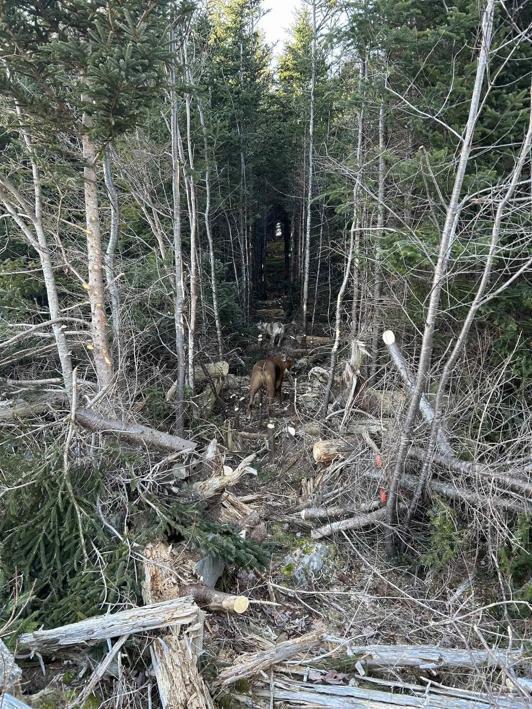 B-lot 4-b West Petpeswick Road, Musquodoboit Harbour, NS B0J 2L0, ,Land,For Sale,West Petpeswick,202514974