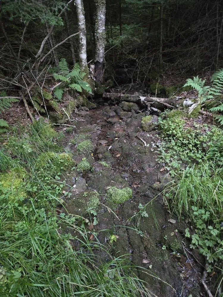 Union 1 Road Greenfield, Greenfield, NS B6L 4L8, ,Land,For Sale,Union 1 Road Greenfield,202522465