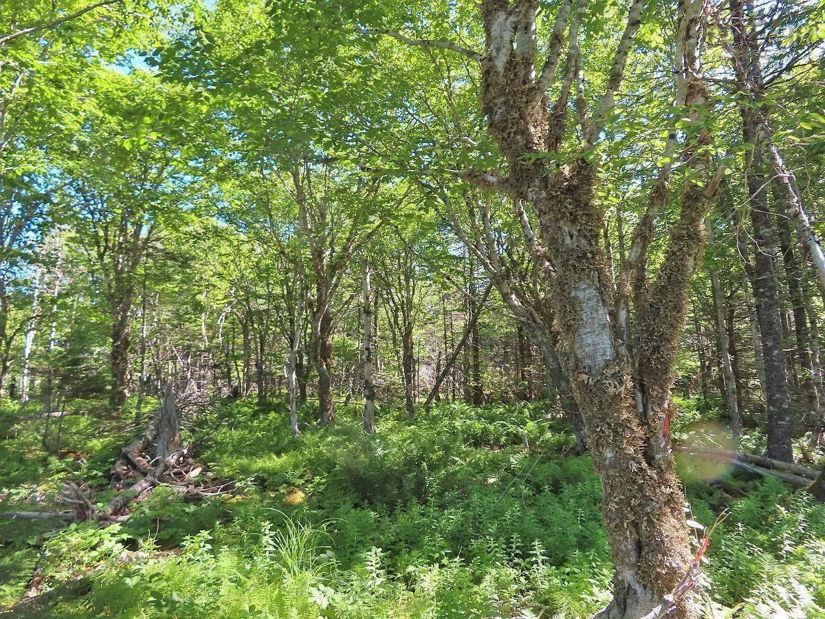 Lot 4 Loch Lomond Road, Big Pond Ns B1j 1r4, ,Land,For Sale,Loch Lomond,202411604