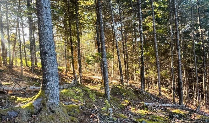 Blue Jay Way Lot 109, Vaughan Ns B0n 2t0, ,Land,For Sale,Blue Jay Way,202426331