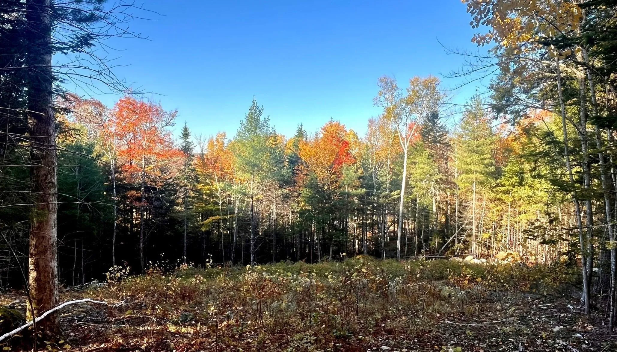 Blue Jay Way Lot 109, Vaughan Ns B0n 2t0, ,Land,For Sale,Blue Jay Way,202426331
