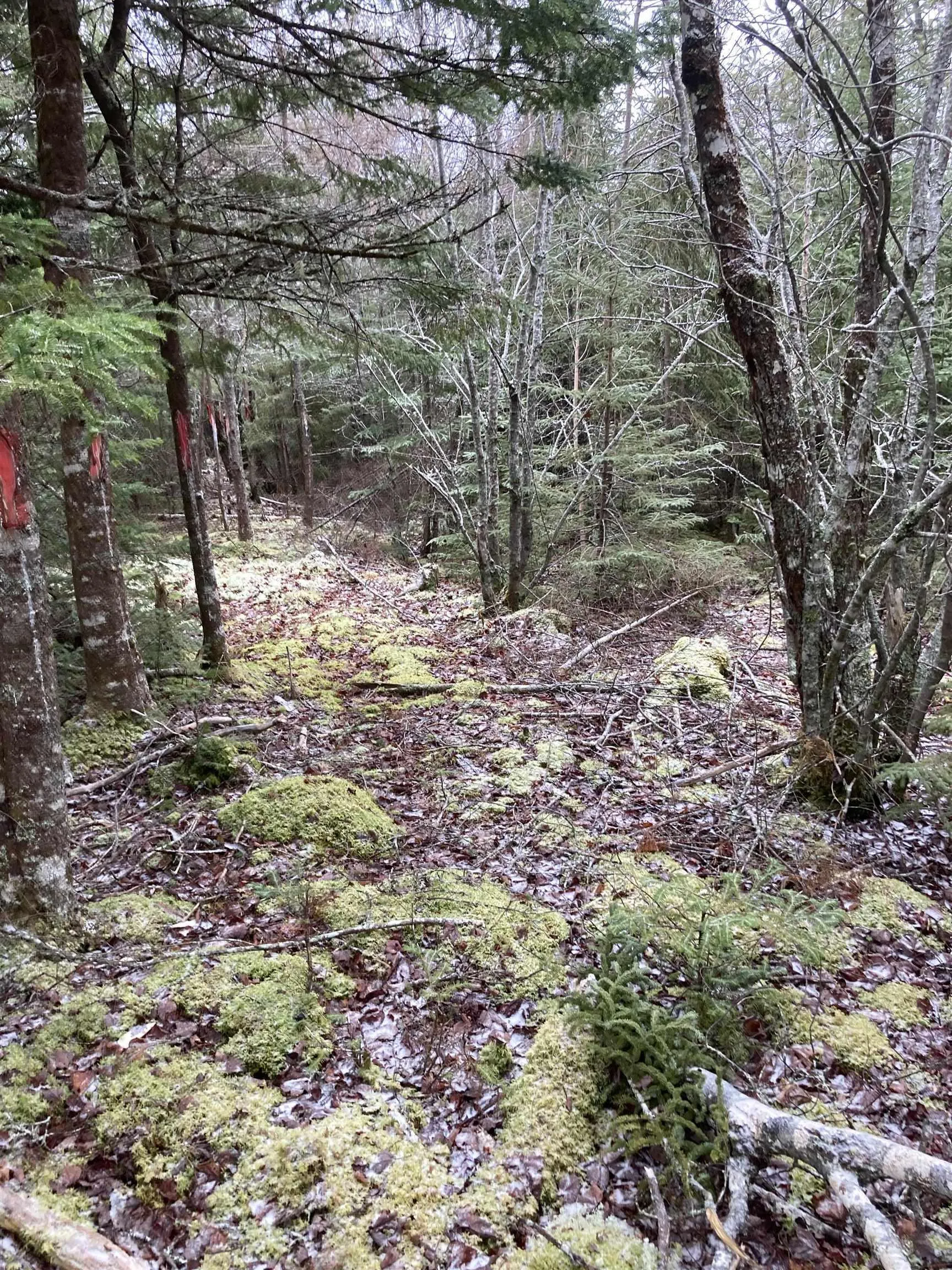 Lot 2022-2 Country Harbour Road, Cross Roads Country Harbour Ns B0h 1j0, ,Land,For Sale,Country Harbour Road,202419610
