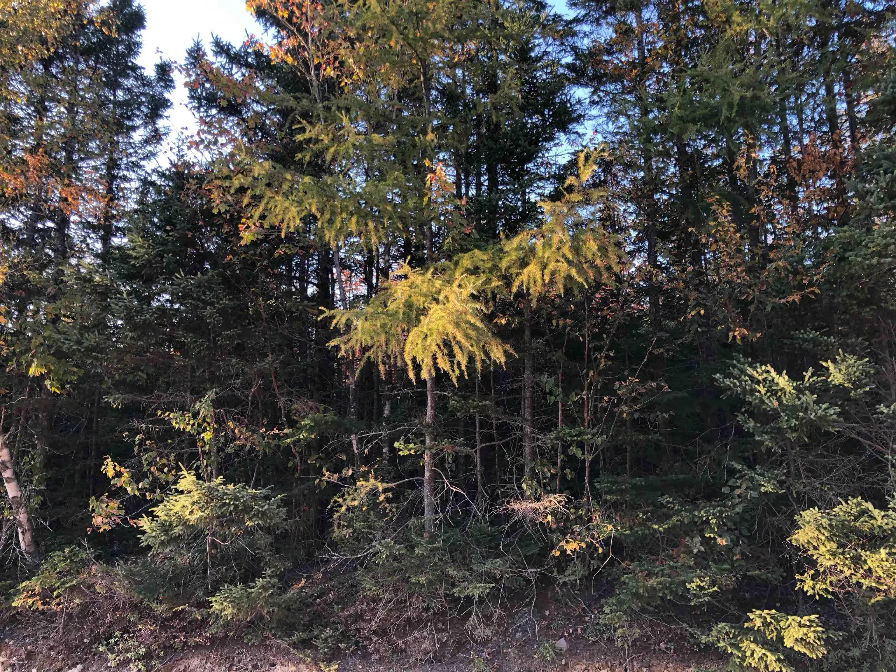 Lot 2022-2 Country Harbour Road, Cross Roads Country Harbour Ns B0h 1j0, ,Land,For Sale,Country Harbour Road,202419610