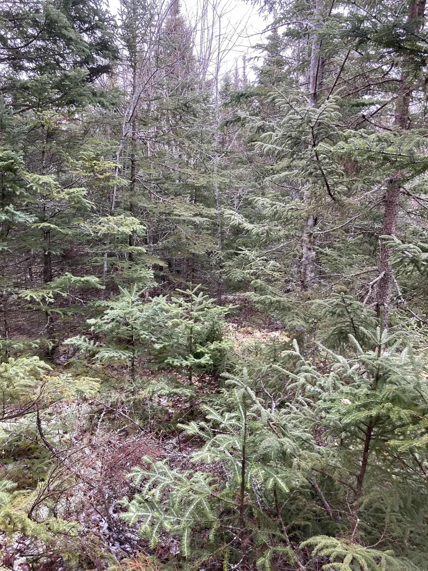 Lot 2022-2 Country Harbour Road, Cross Roads Country Harbour Ns B0h 1j0, ,Land,For Sale,Country Harbour Road,202419610