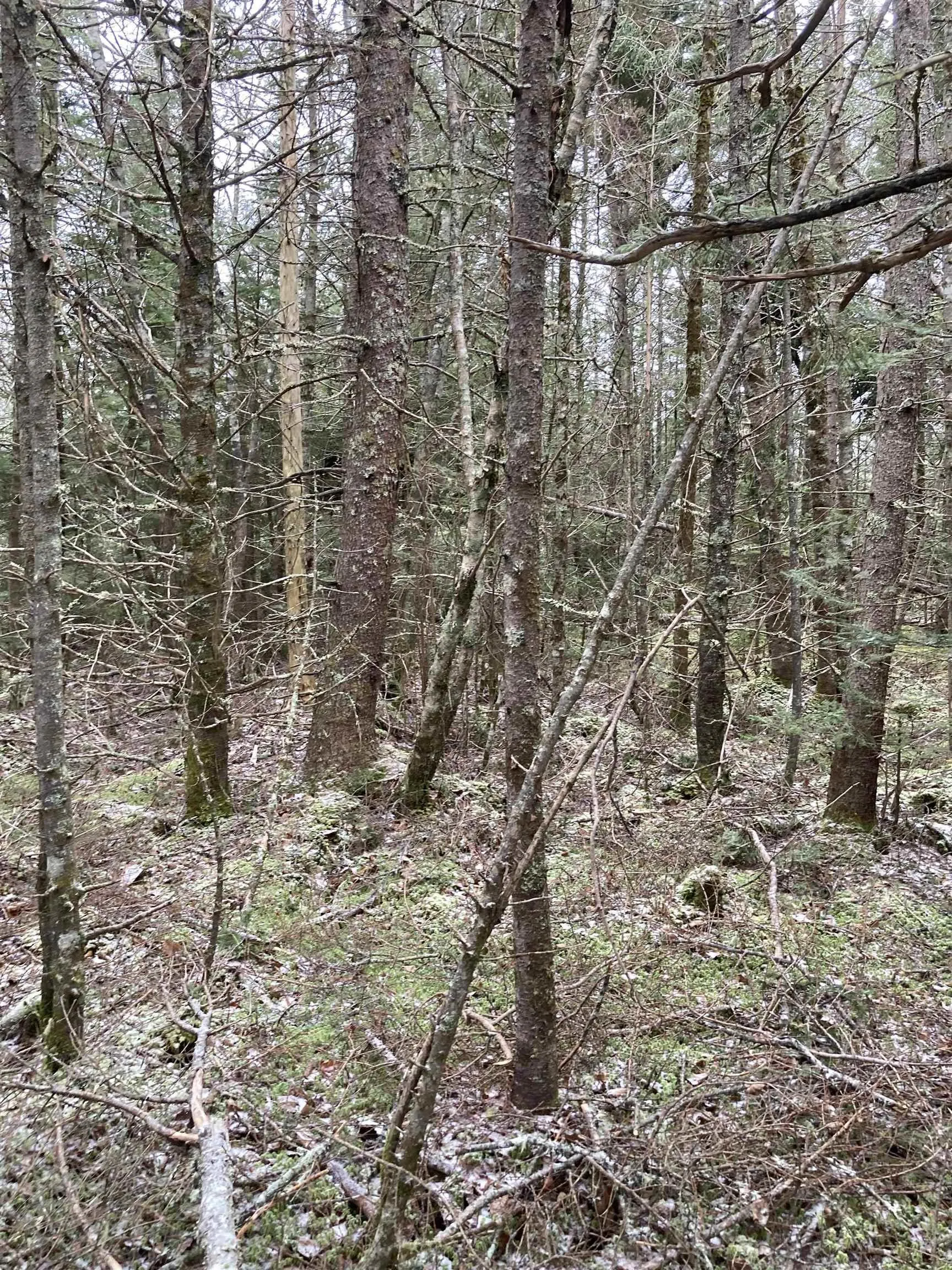 Lot 2022-2 Country Harbour Road, Cross Roads Country Harbour Ns B0h 1j0, ,Land,For Sale,Country Harbour Road,202419610
