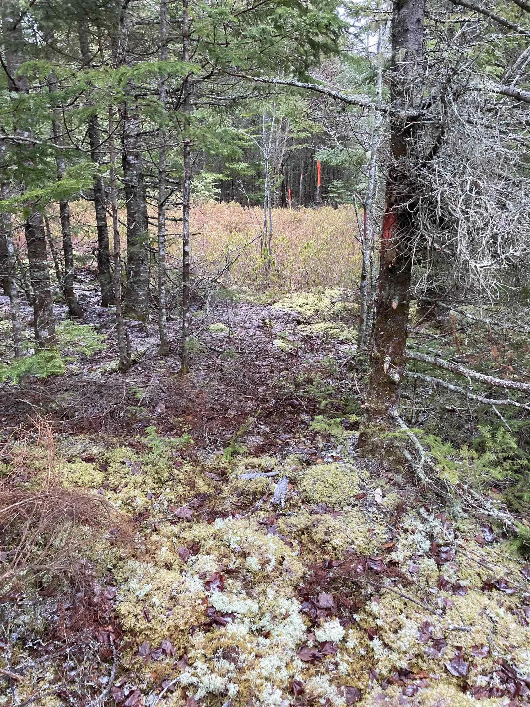 Lot 2022-2 Country Harbour Road, Cross Roads Country Harbour Ns B0h 1j0, ,Land,For Sale,Country Harbour Road,202419610