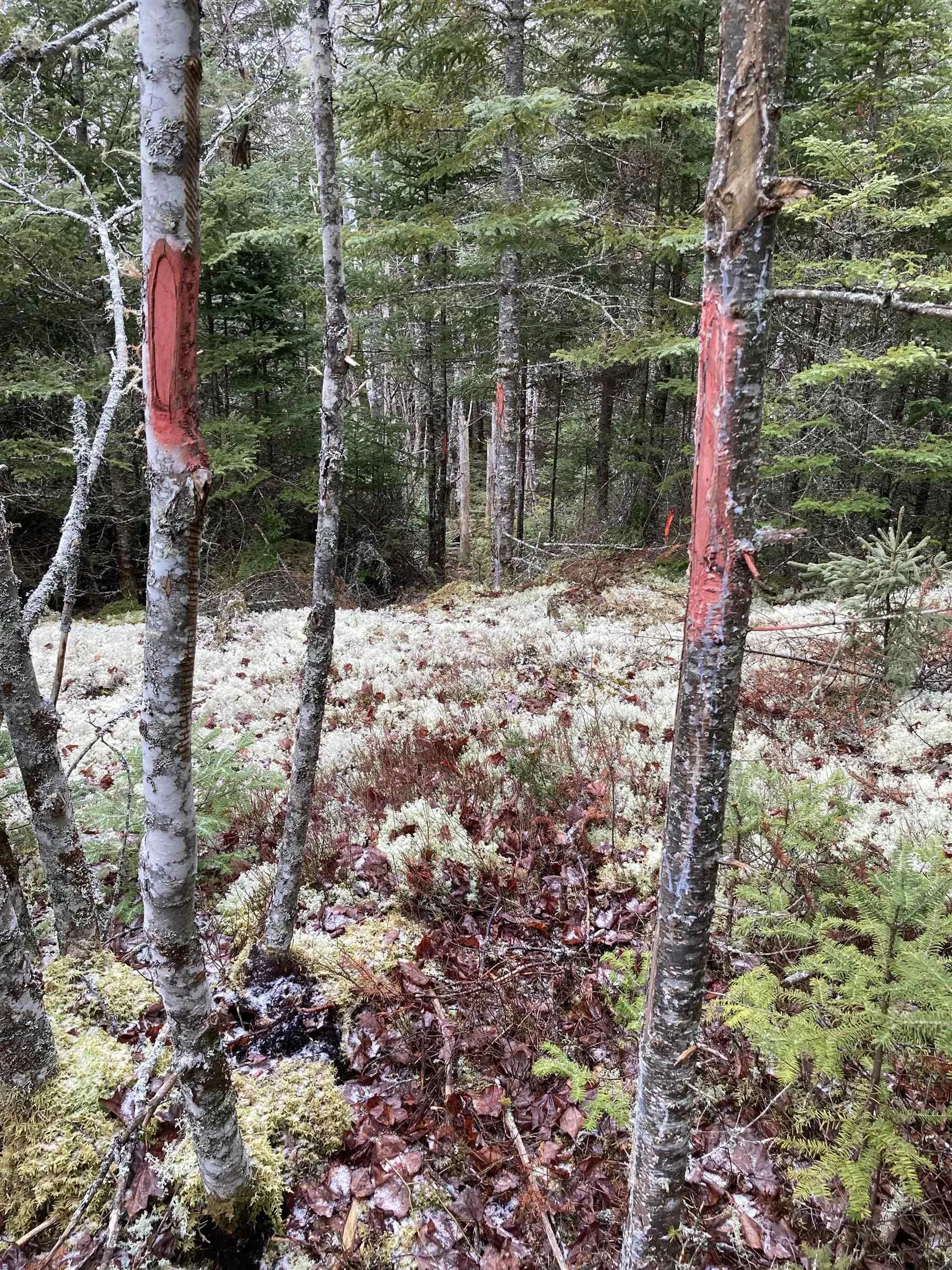 Lot 2022-2 Country Harbour Road, Cross Roads Country Harbour Ns B0h 1j0, ,Land,For Sale,Country Harbour Road,202419610