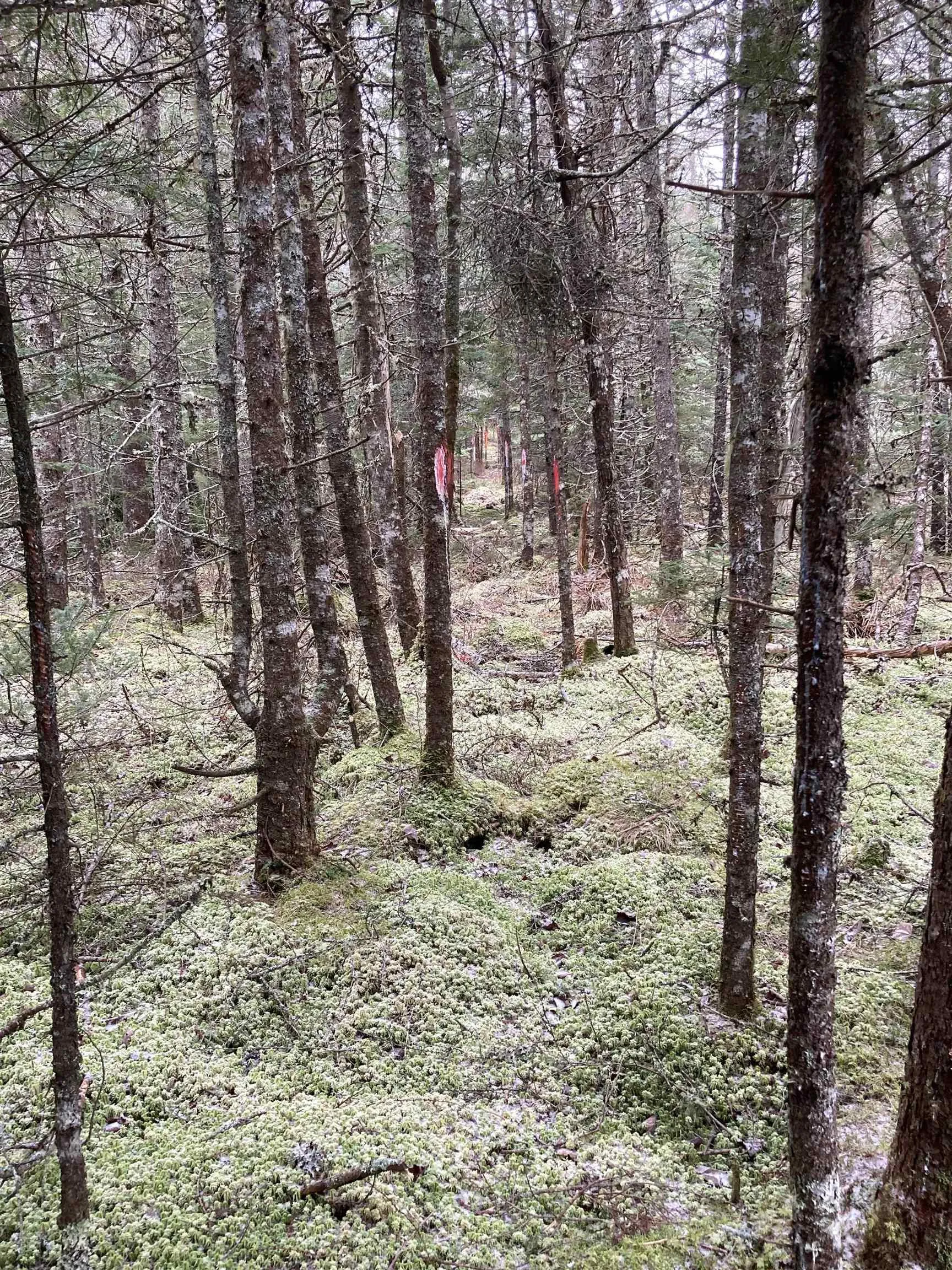 Lot 2022-2 Country Harbour Road, Cross Roads Country Harbour Ns B0h 1j0, ,Land,For Sale,Country Harbour Road,202419610