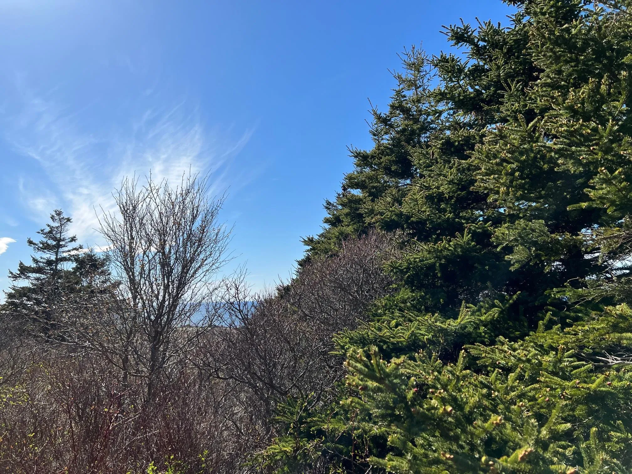 11838 Cabot Trail, Cap Le Moine, NS B0E 3A0, ,Land,For Sale,Cabot,202520632