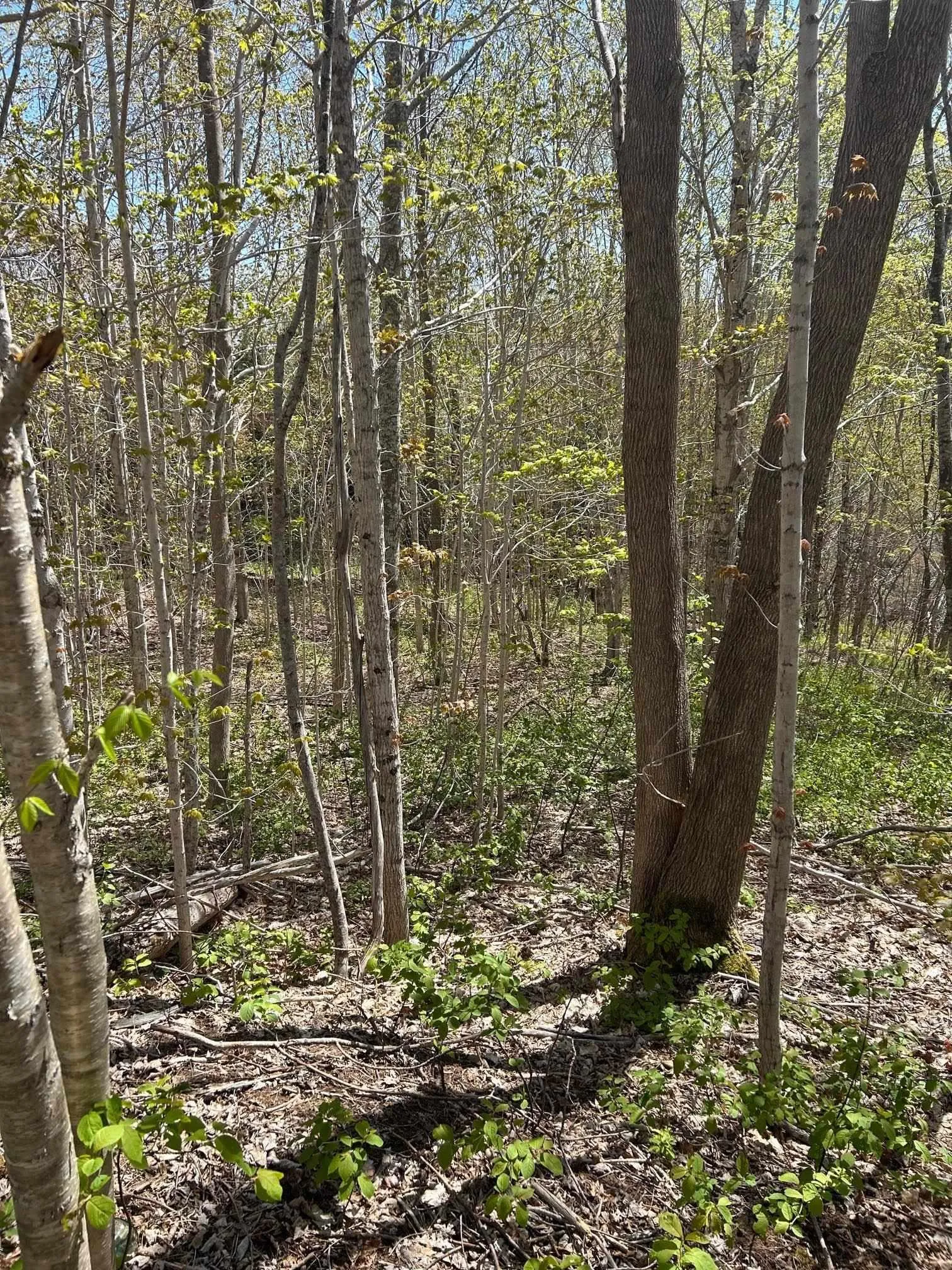 C West River Station Road, Salt Springs Ns B0k 1z0, ,Land,For Sale,West River Station,202501657