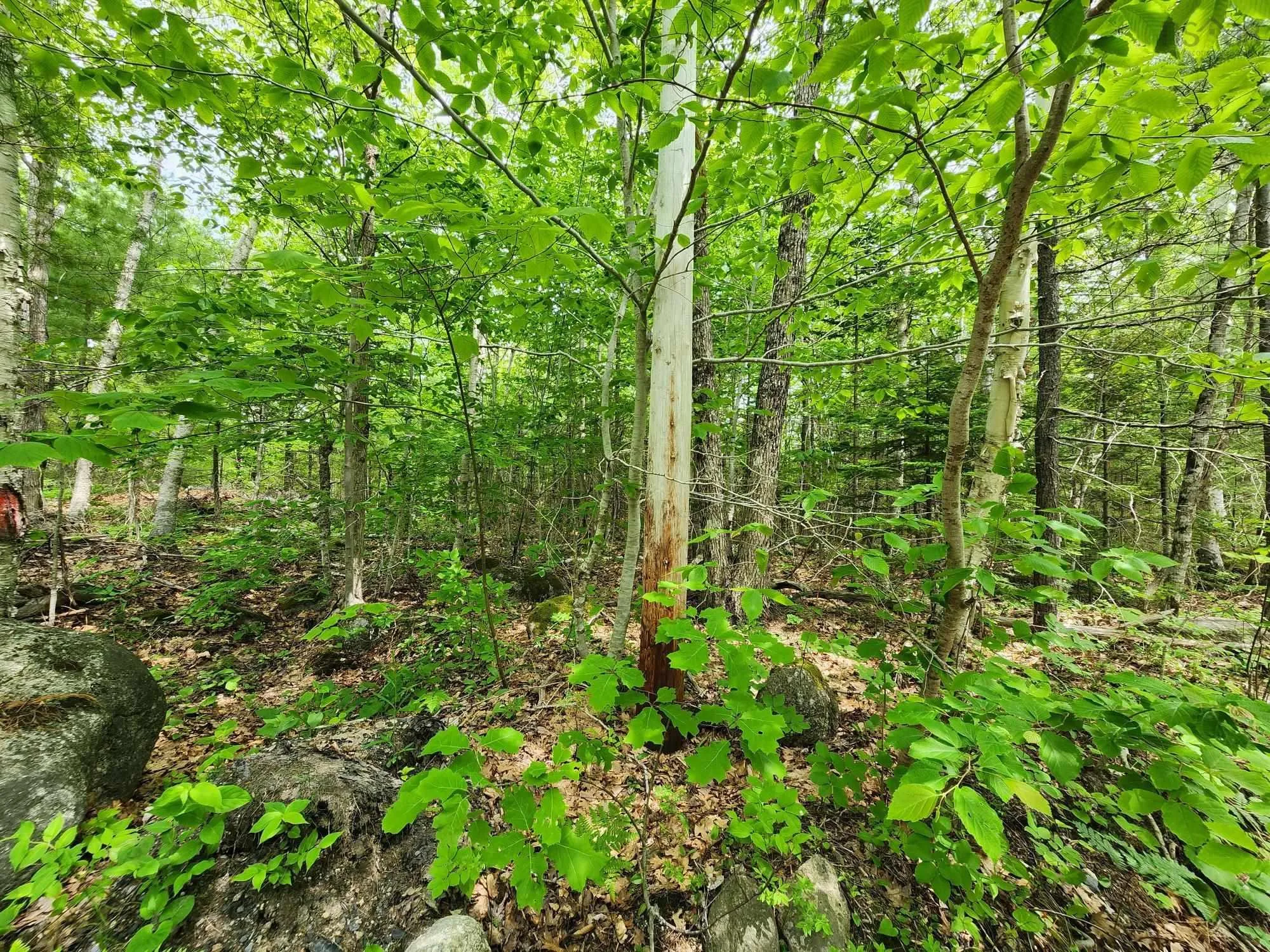 Charlton Road Lot 15, West Springhill Ns B0s 1a0, ,Land,For Sale,Charlton Road,202400082
