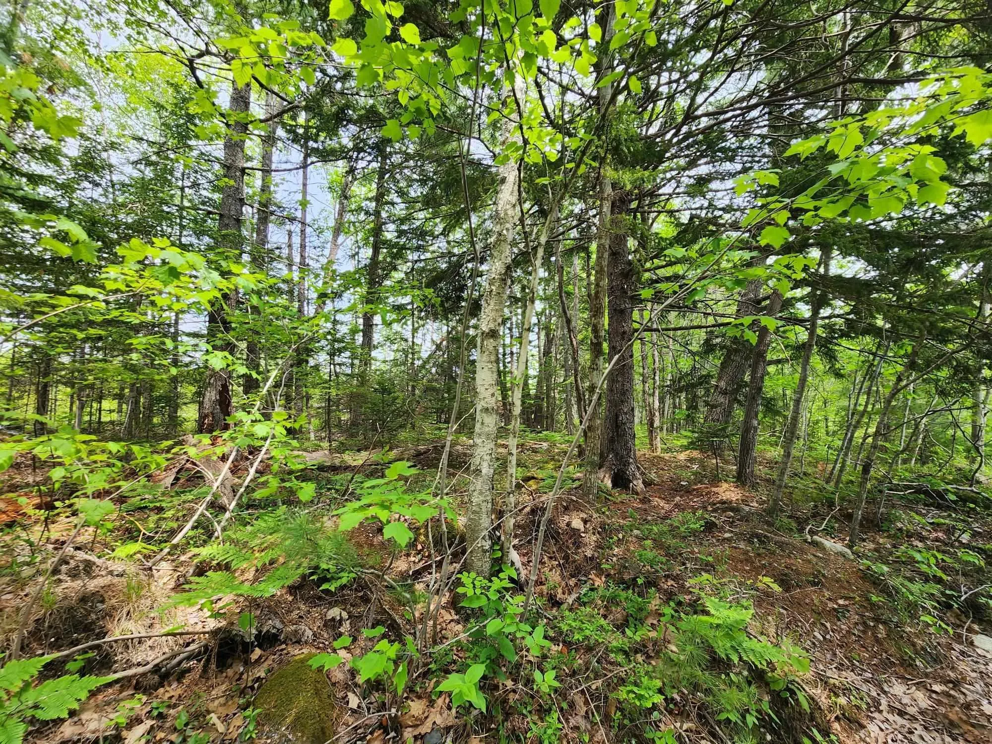 Charlton Road Lot 15, West Springhill Ns B0s 1a0, ,Land,For Sale,Charlton Road,202400082