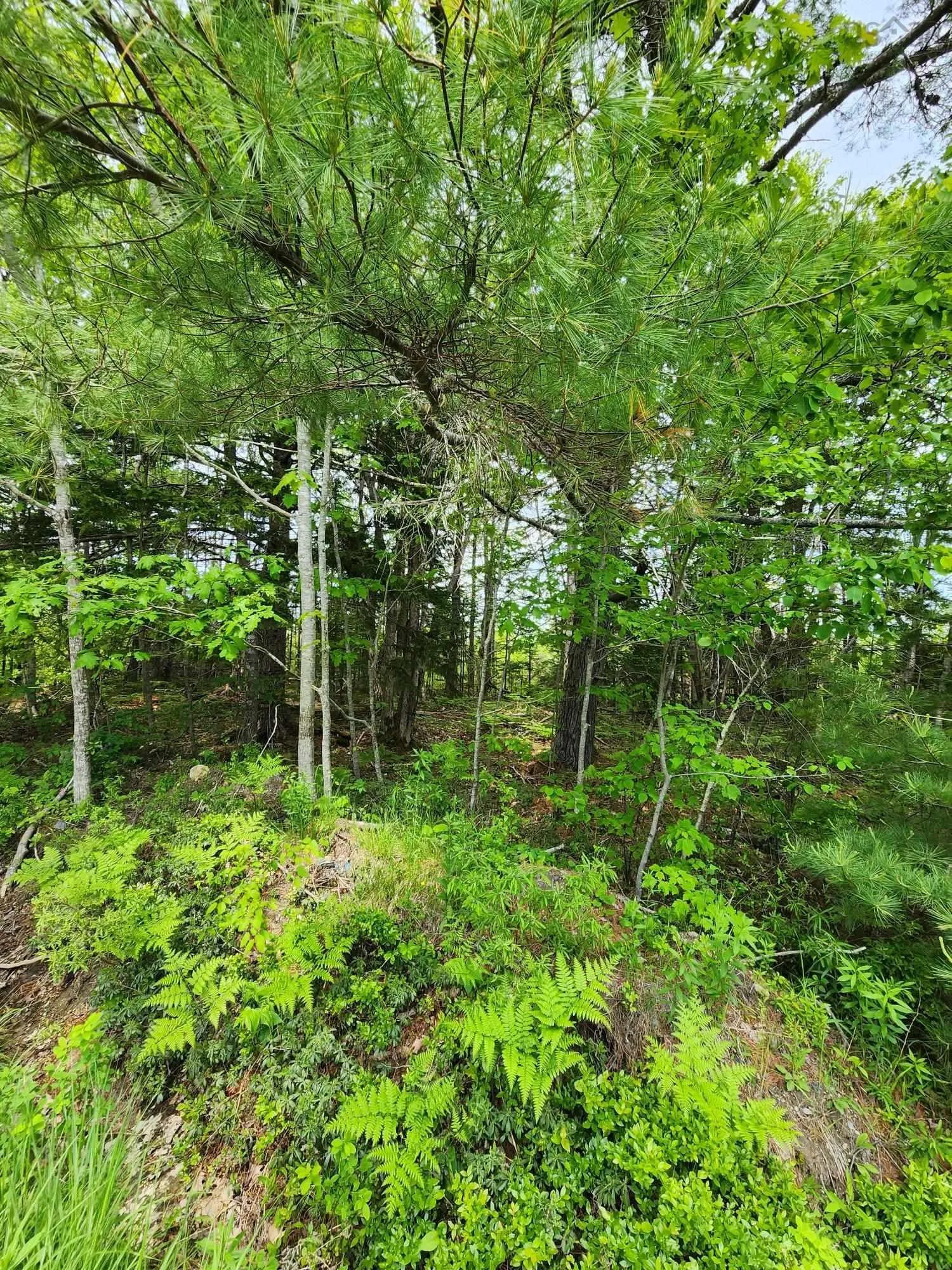 Charlton Road Lot 15, West Springhill Ns B0s 1a0, ,Land,For Sale,Charlton Road,202400082