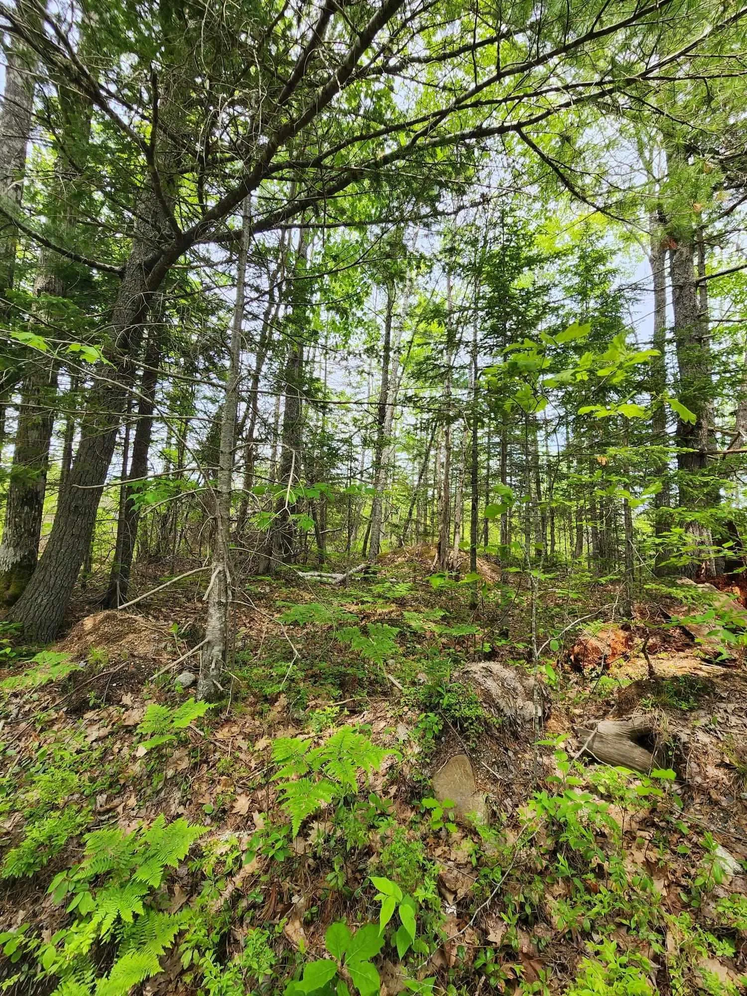 Charlton Road Lot 15, West Springhill Ns B0s 1a0, ,Land,For Sale,Charlton Road,202400082