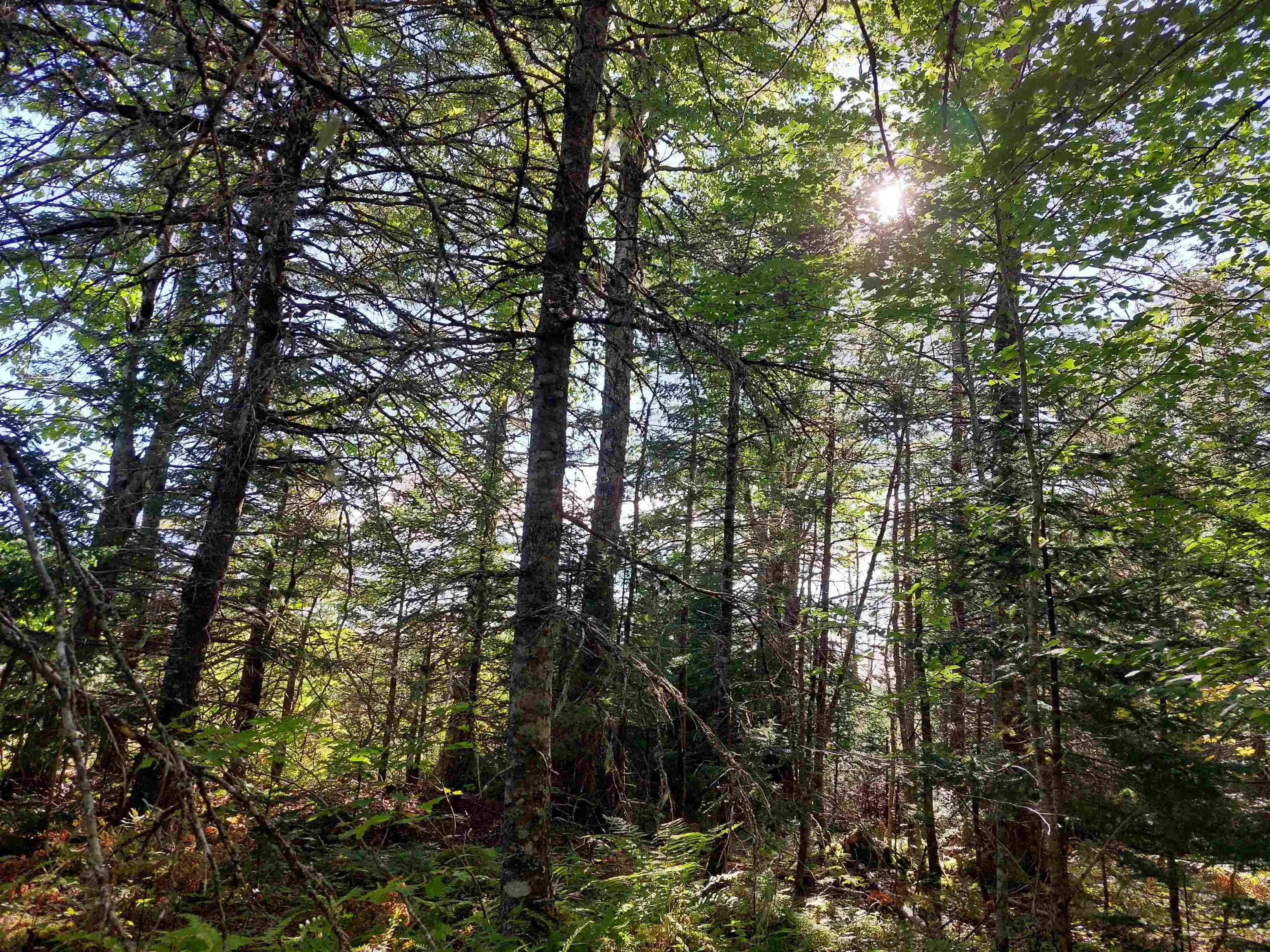 Lot 16 Walkerville Rd., Walkerville, NS B0E 1J0, ,Land,For Sale,Walkerville Rd.,202519504
