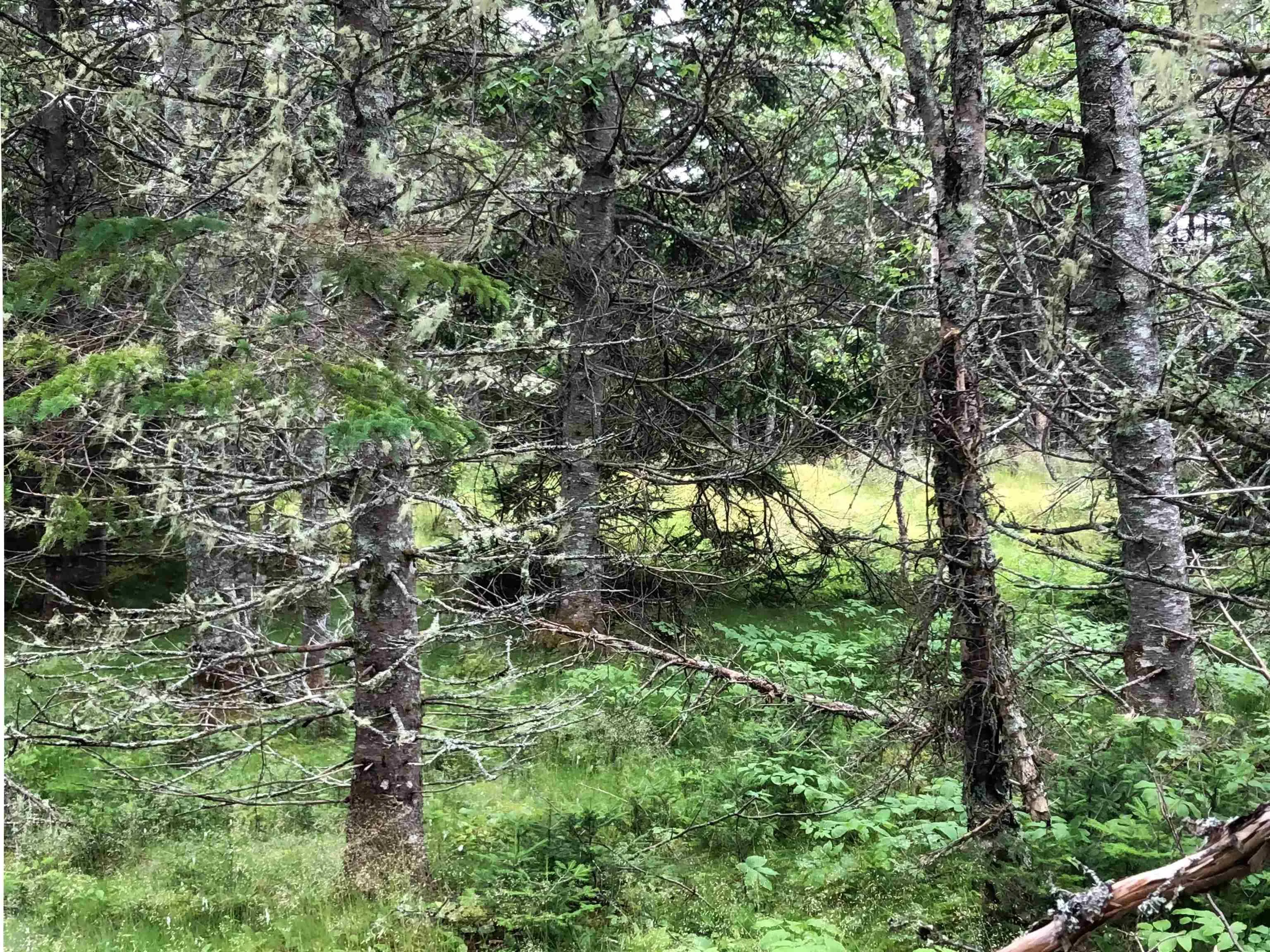 290 East Side Grand River Road, Grand River, NS B0E 1M0, ,Land,For Sale,East Side Grand River,202518594