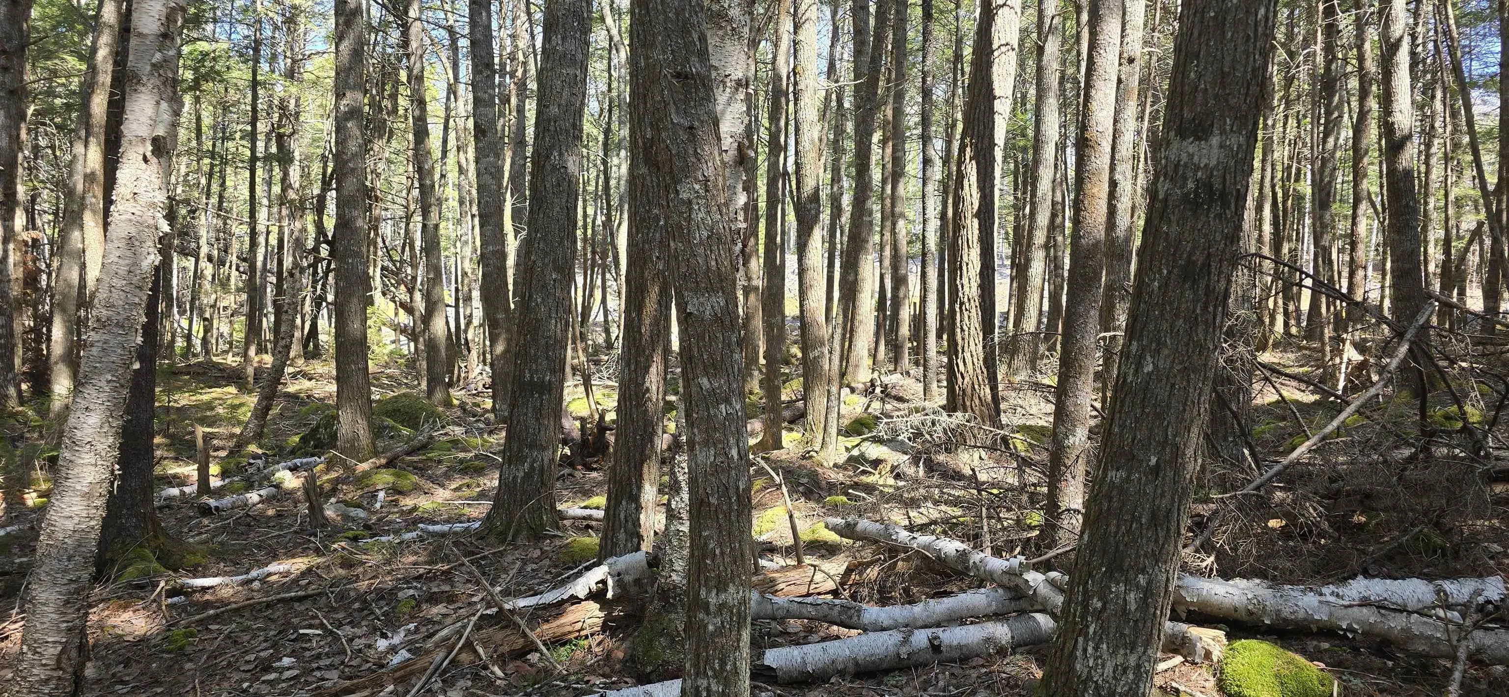Beaver Row Lot 3, Labelle Ns B0t 1e0, ,Land,For Sale,Beaver,202506927