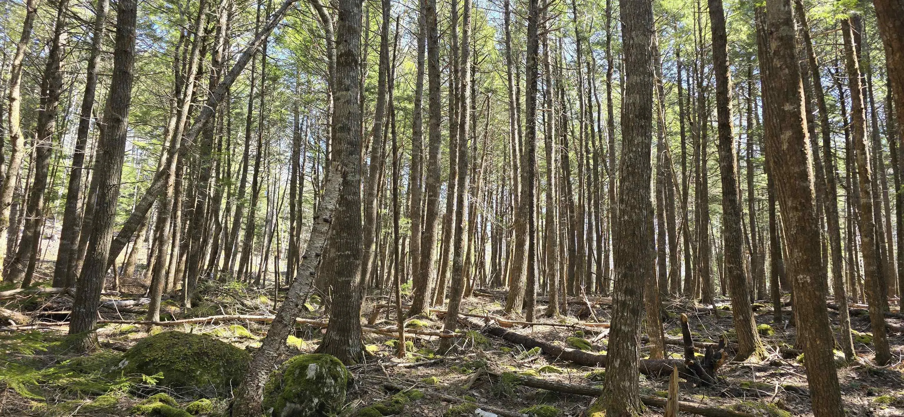 Beaver Row Lot 3, Labelle Ns B0t 1e0, ,Land,For Sale,Beaver,202506927