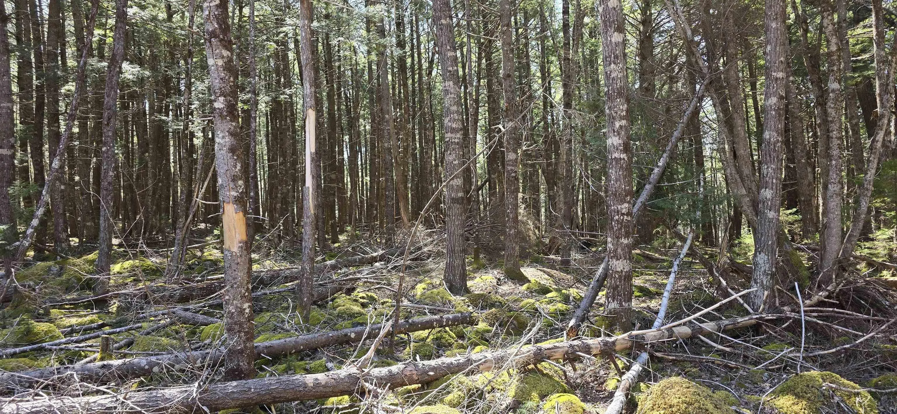 Beaver Row Lot 3, Labelle Ns B0t 1e0, ,Land,For Sale,Beaver,202506927