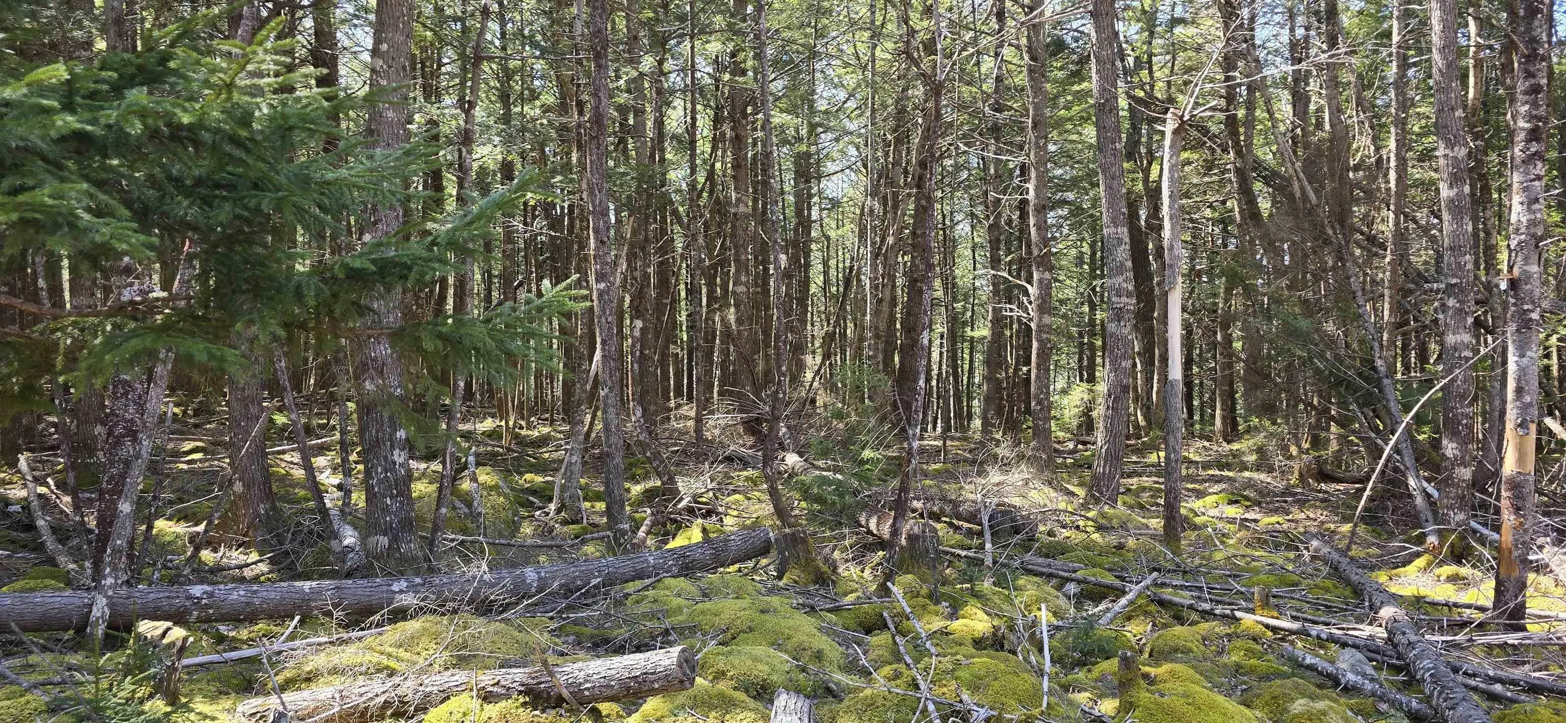 Beaver Row Lot 3, Labelle Ns B0t 1e0, ,Land,For Sale,Beaver,202506927