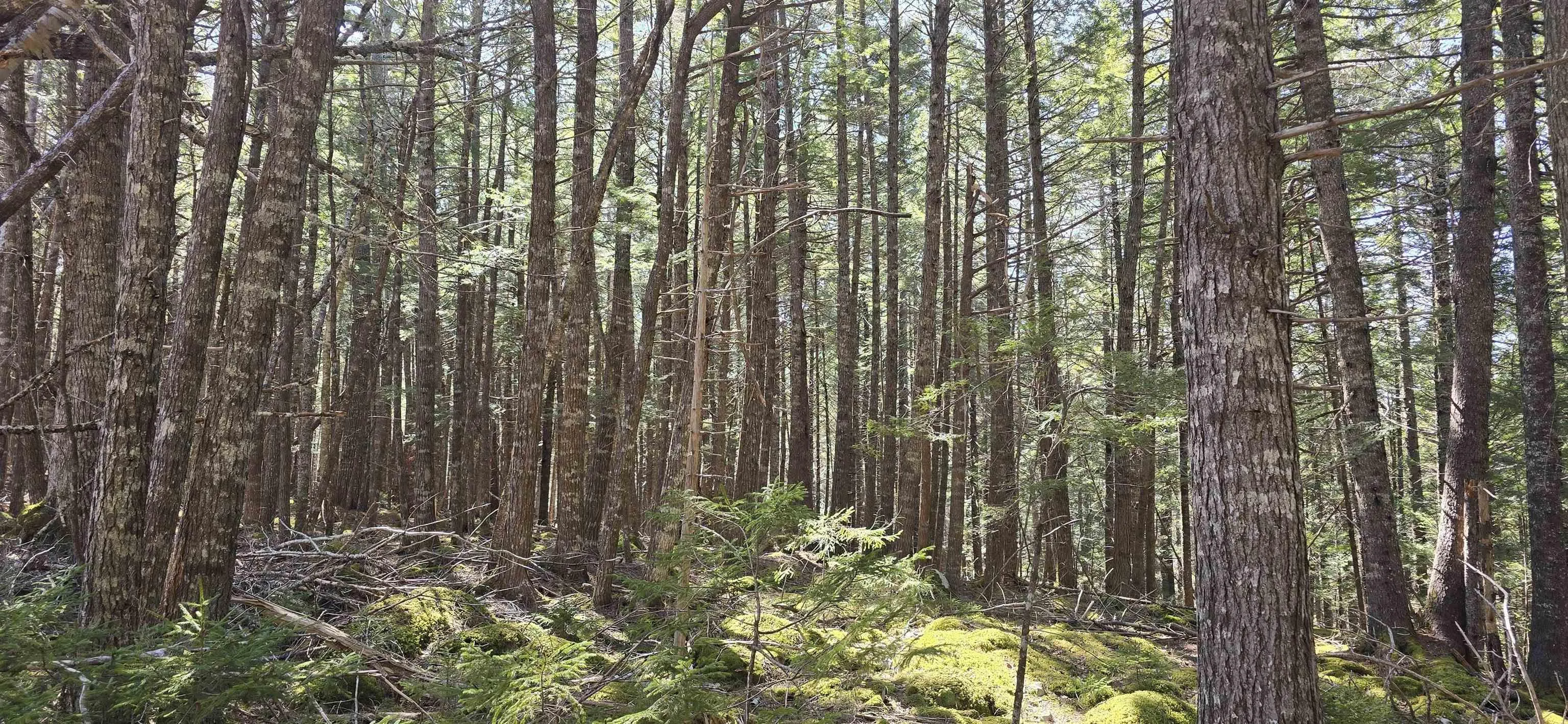 Beaver Row Lot 3, Labelle Ns B0t 1e0, ,Land,For Sale,Beaver,202506927