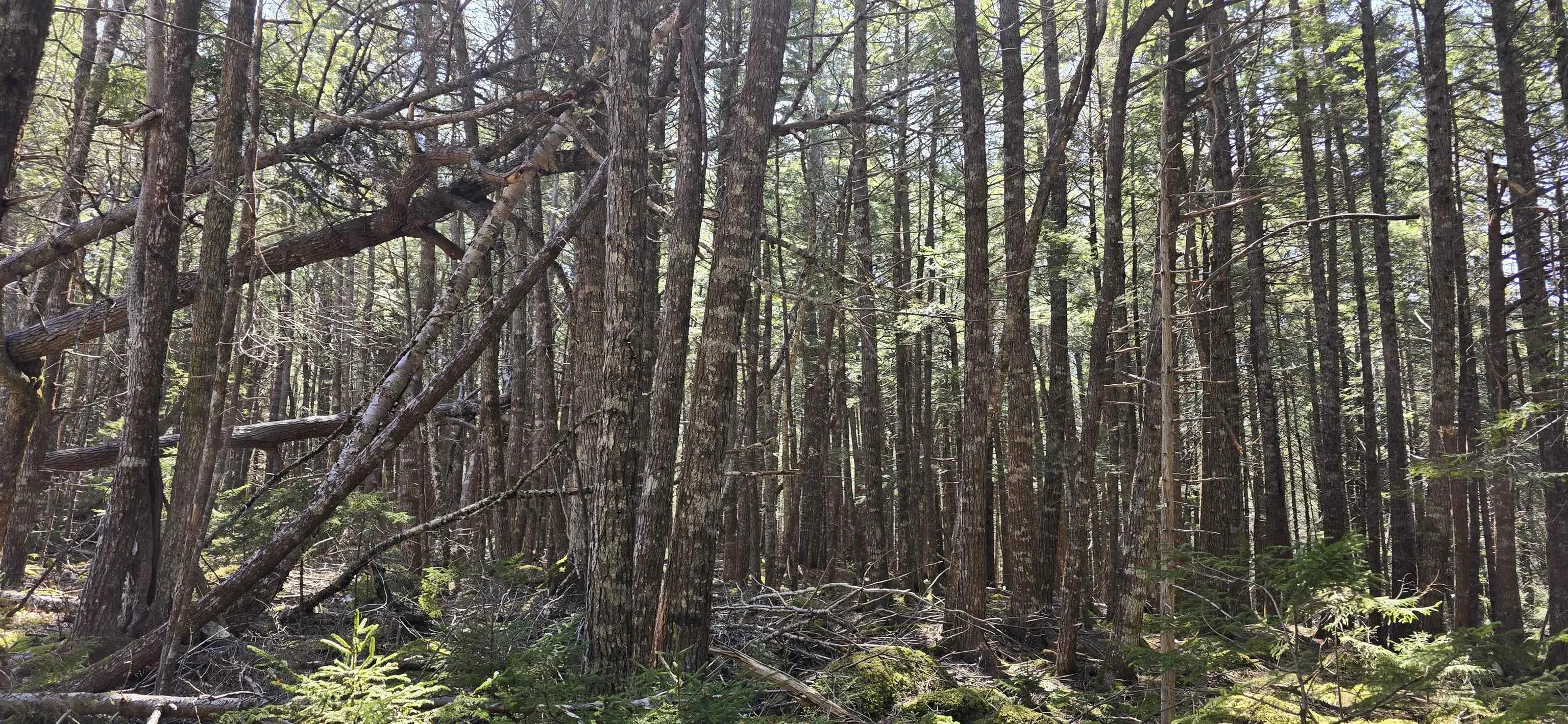 Beaver Row Lot 3, Labelle Ns B0t 1e0, ,Land,For Sale,Beaver,202506927