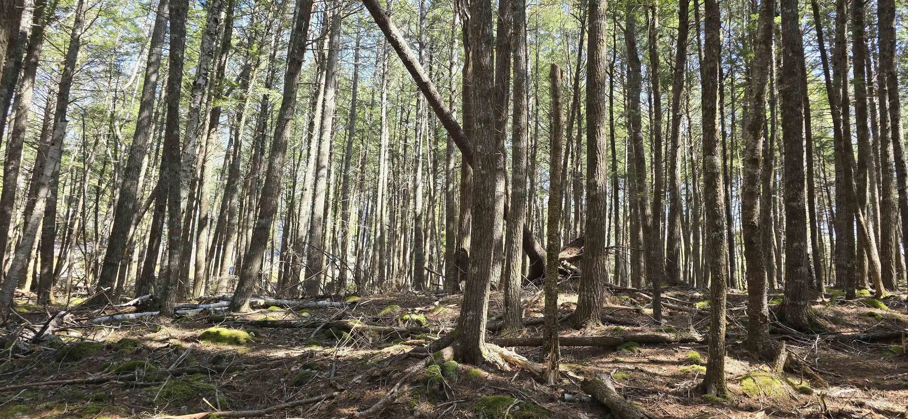 Beaver Row Lot 3, Labelle Ns B0t 1e0, ,Land,For Sale,Beaver,202506927