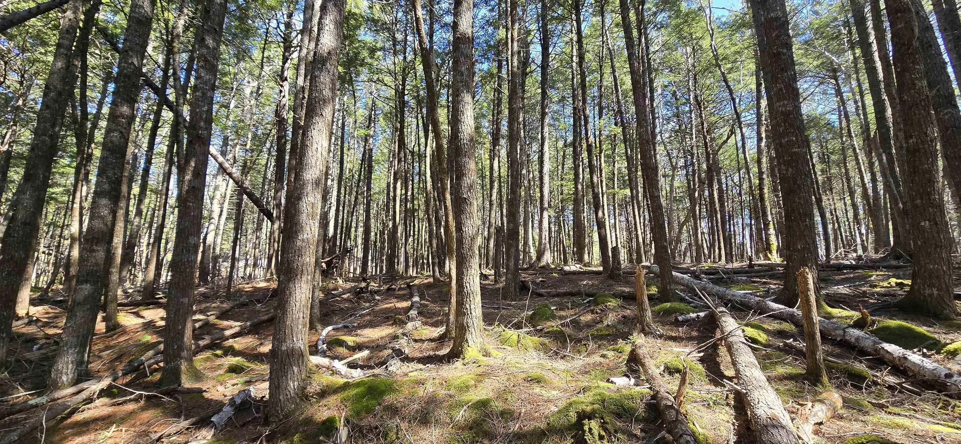 Beaver Row Lot 3, Labelle Ns B0t 1e0, ,Land,For Sale,Beaver,202506927