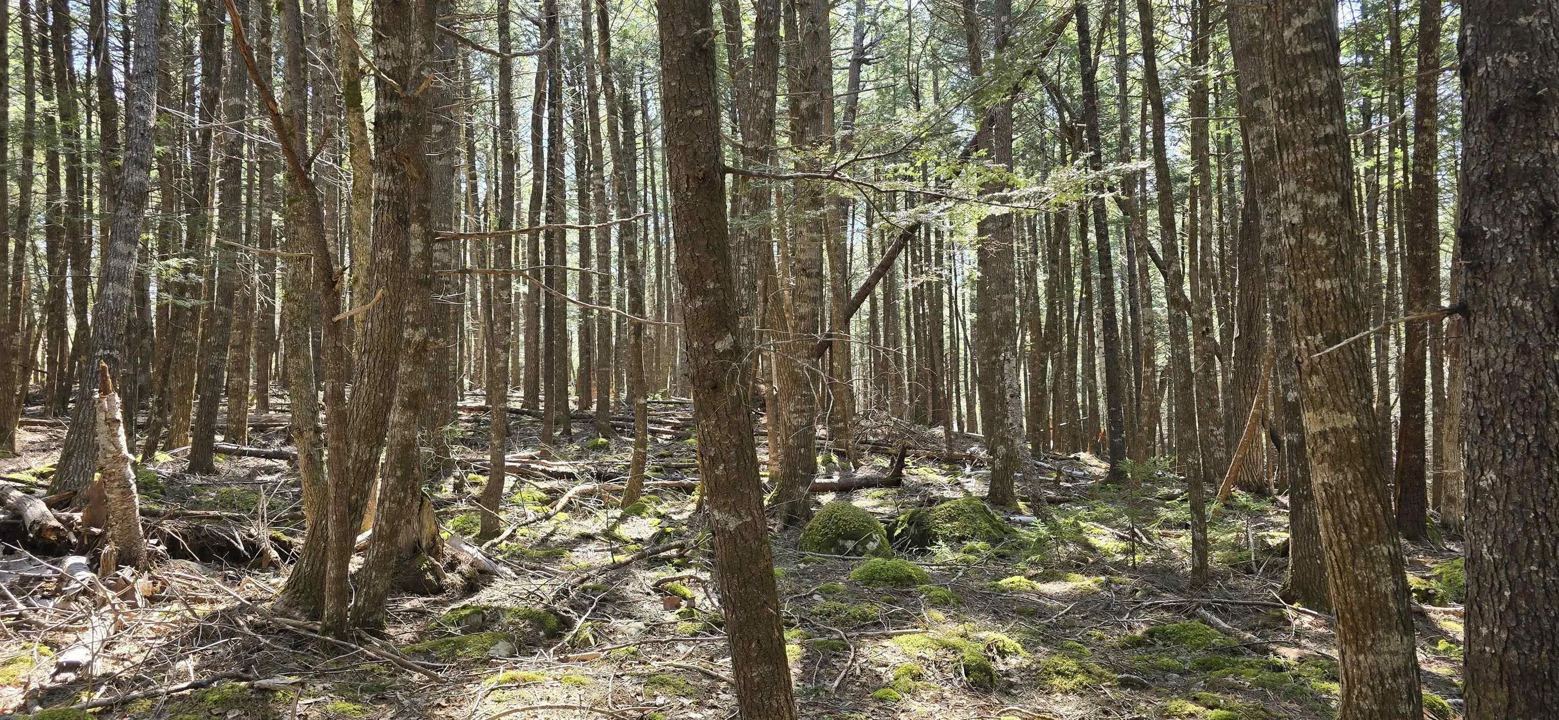 Beaver Row Lot 3, Labelle Ns B0t 1e0, ,Land,For Sale,Beaver,202506927
