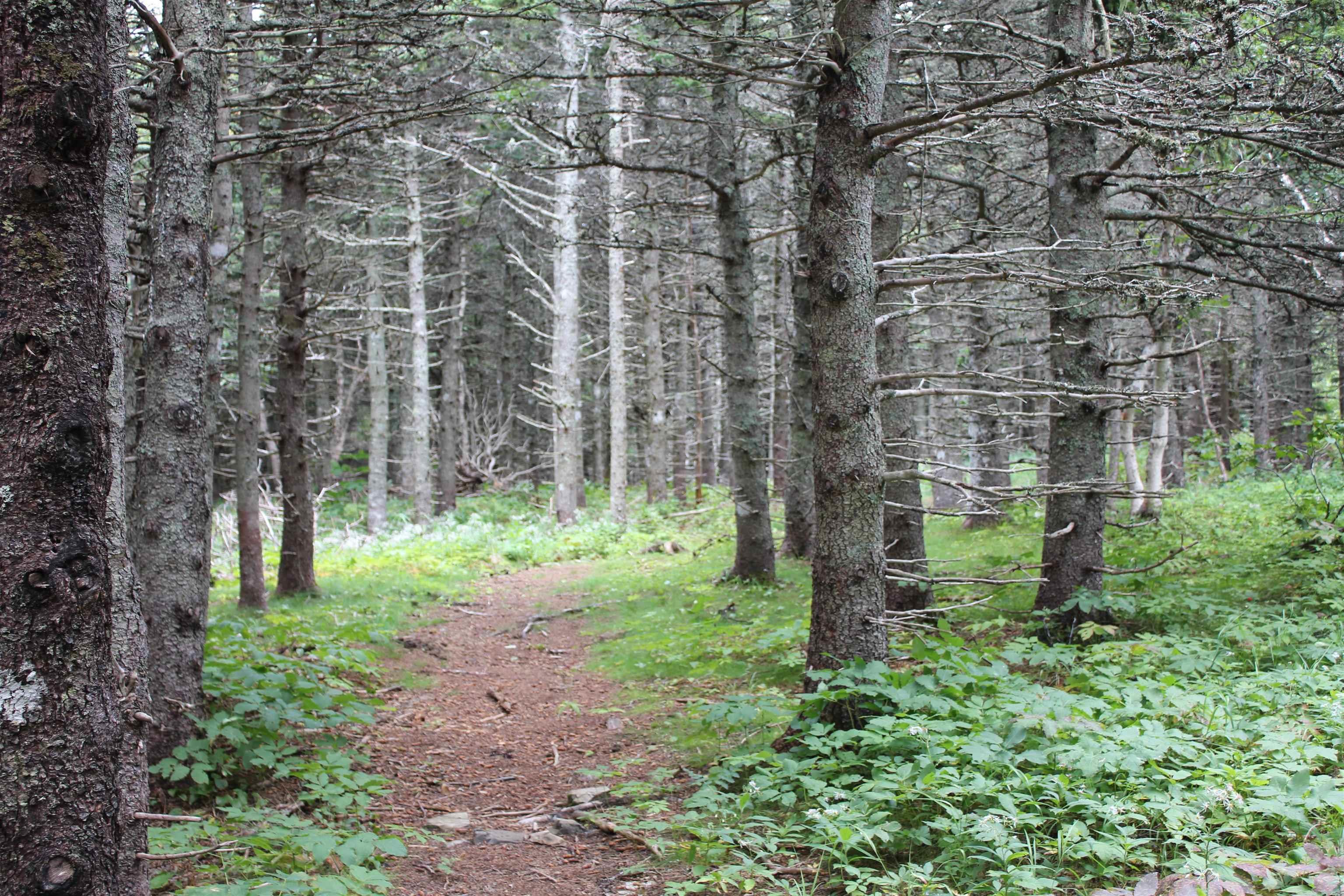 Meat Cove Road, Meat Cove NS B0C 1E0, ,Land,For Sale,Meat Cove,202220963