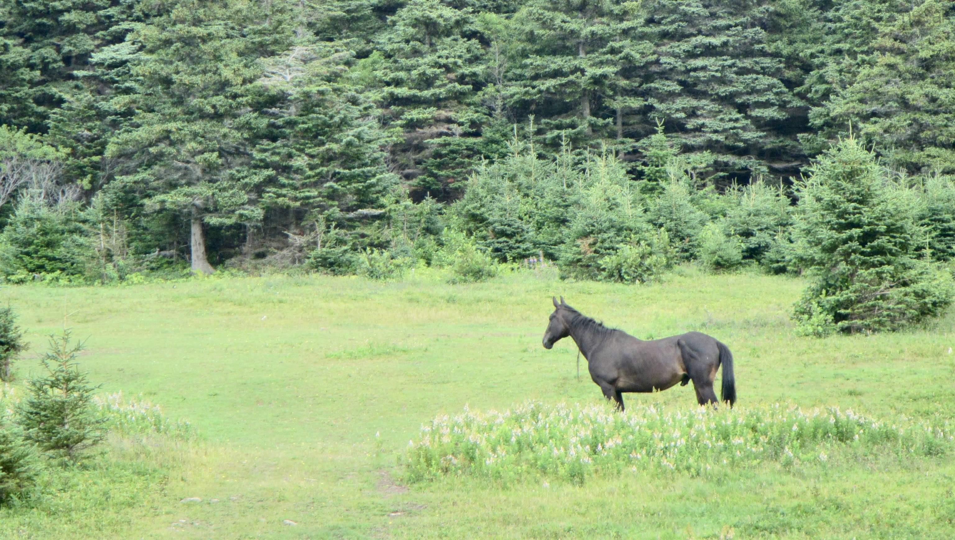 Meat Cove Road, Meat Cove NS B0C 1E0, ,Land,For Sale,Meat Cove,202220963