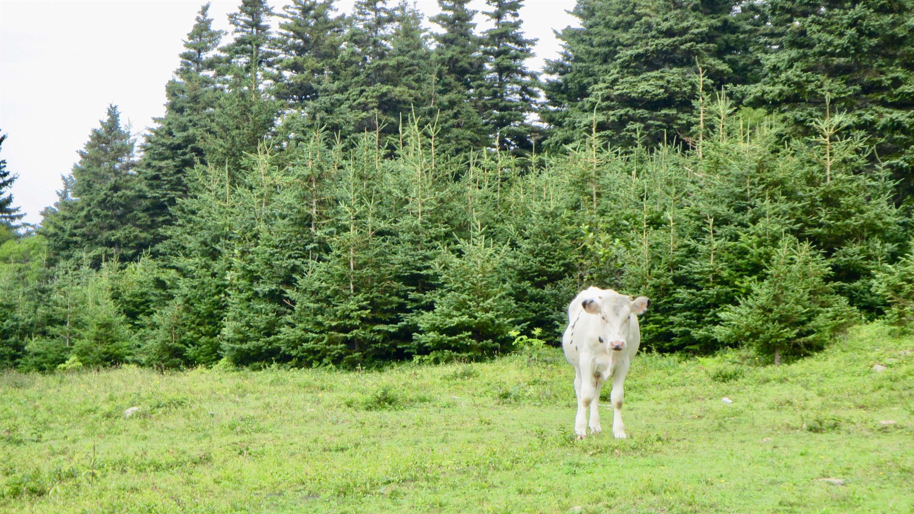 Meat Cove Road, Meat Cove NS B0C 1E0, ,Land,For Sale,Meat Cove,202220963