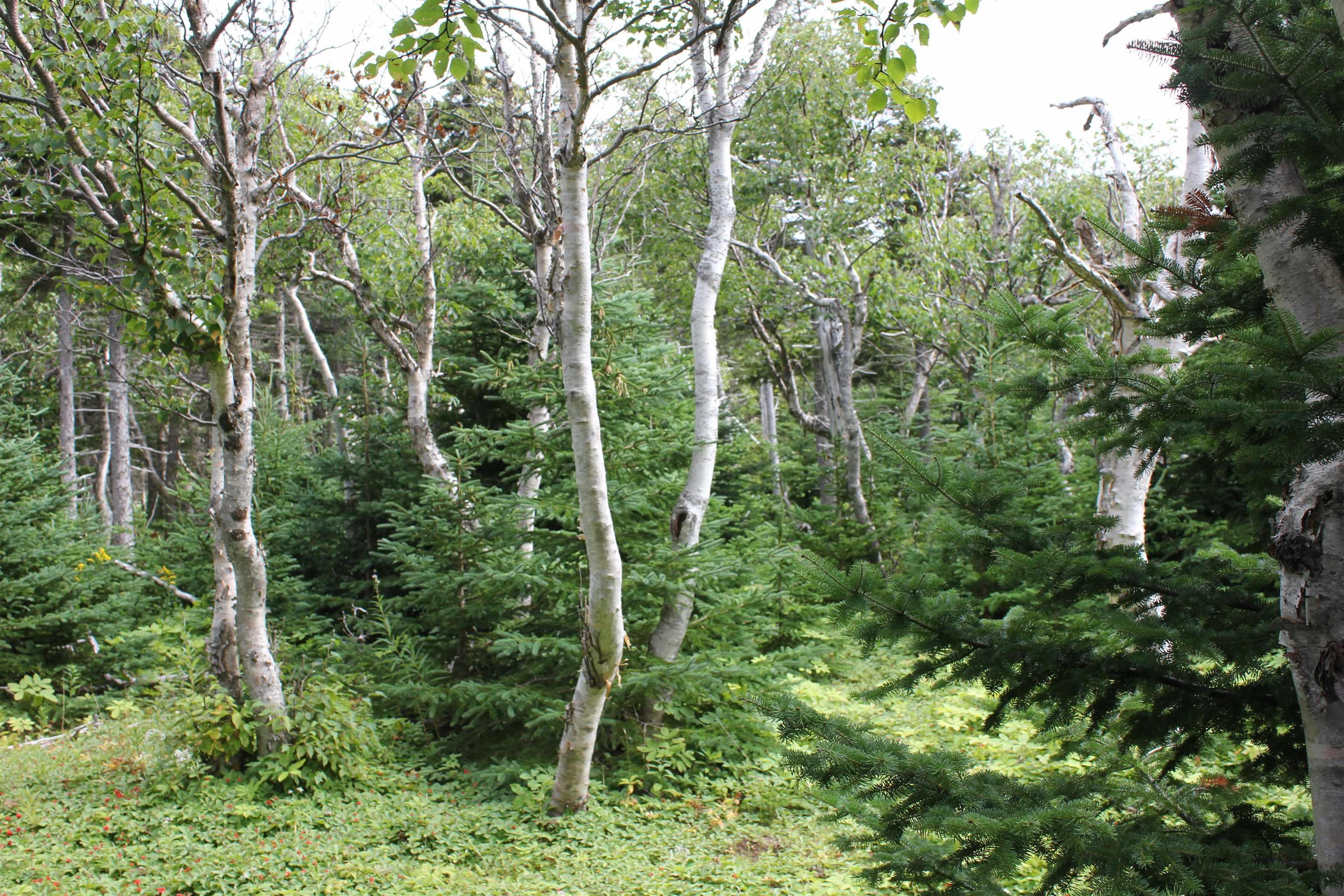 Meat Cove Road, Meat Cove NS B0C 1E0, ,Land,For Sale,Meat Cove,202220963