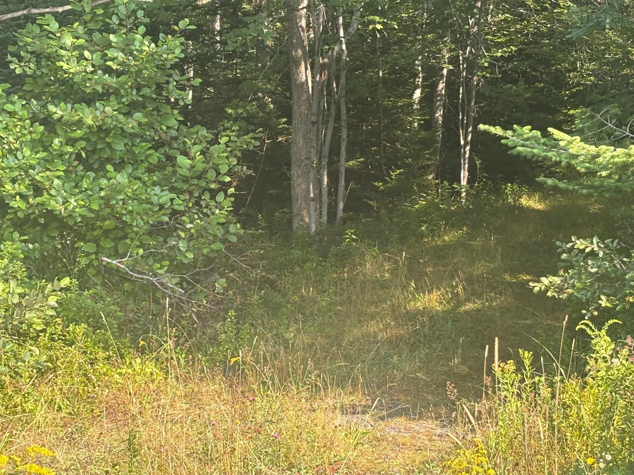 Central Port Mouton Road, Port Mouton, NS B0T 1T0, ,Land,For Sale,Central Port Mouton,202520734