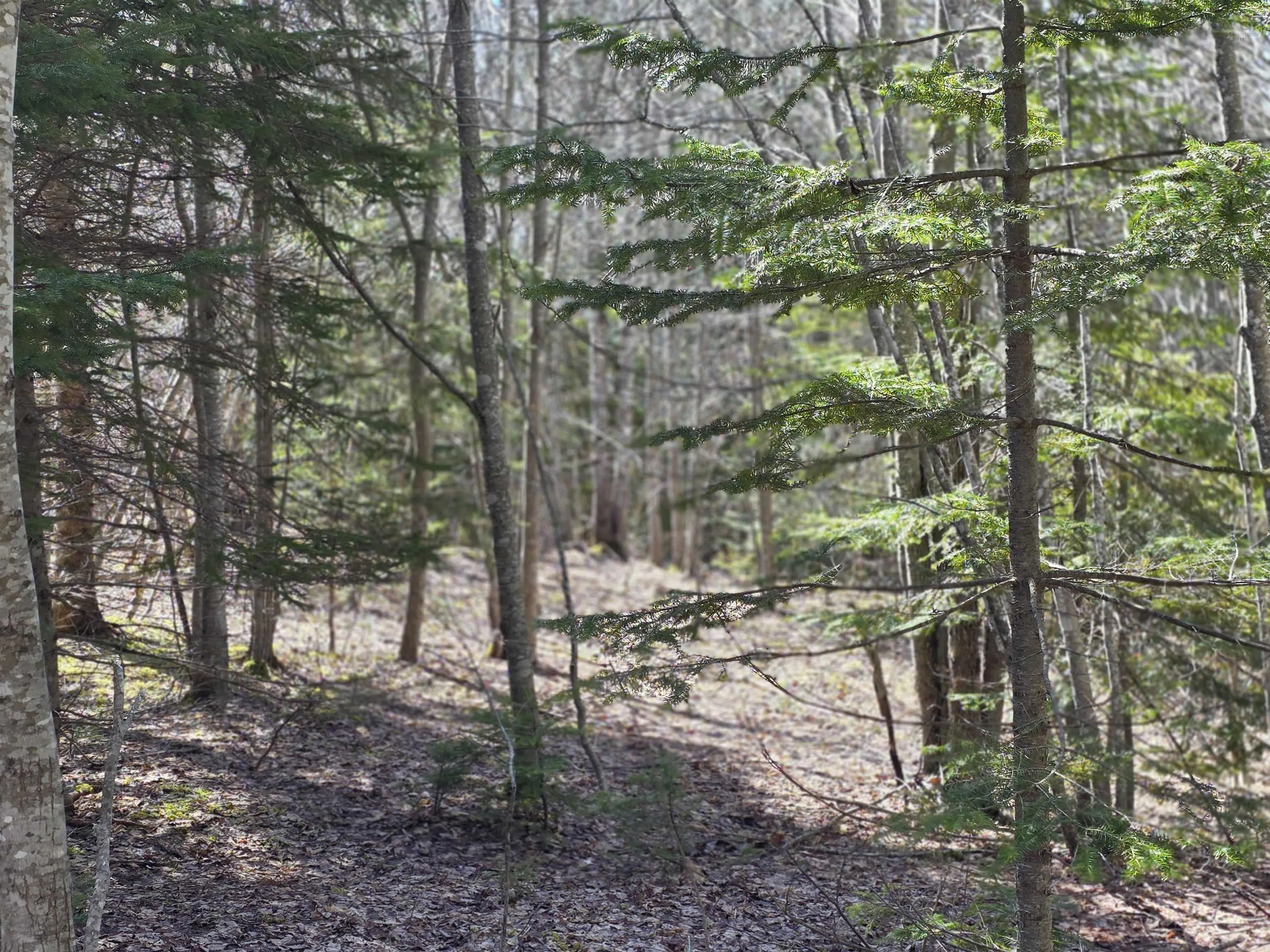 Macleod Settlement Road, Upper Southwest Mabou Ns B0e 2w0, ,Land,For Sale,Macleod Settlement,202509856