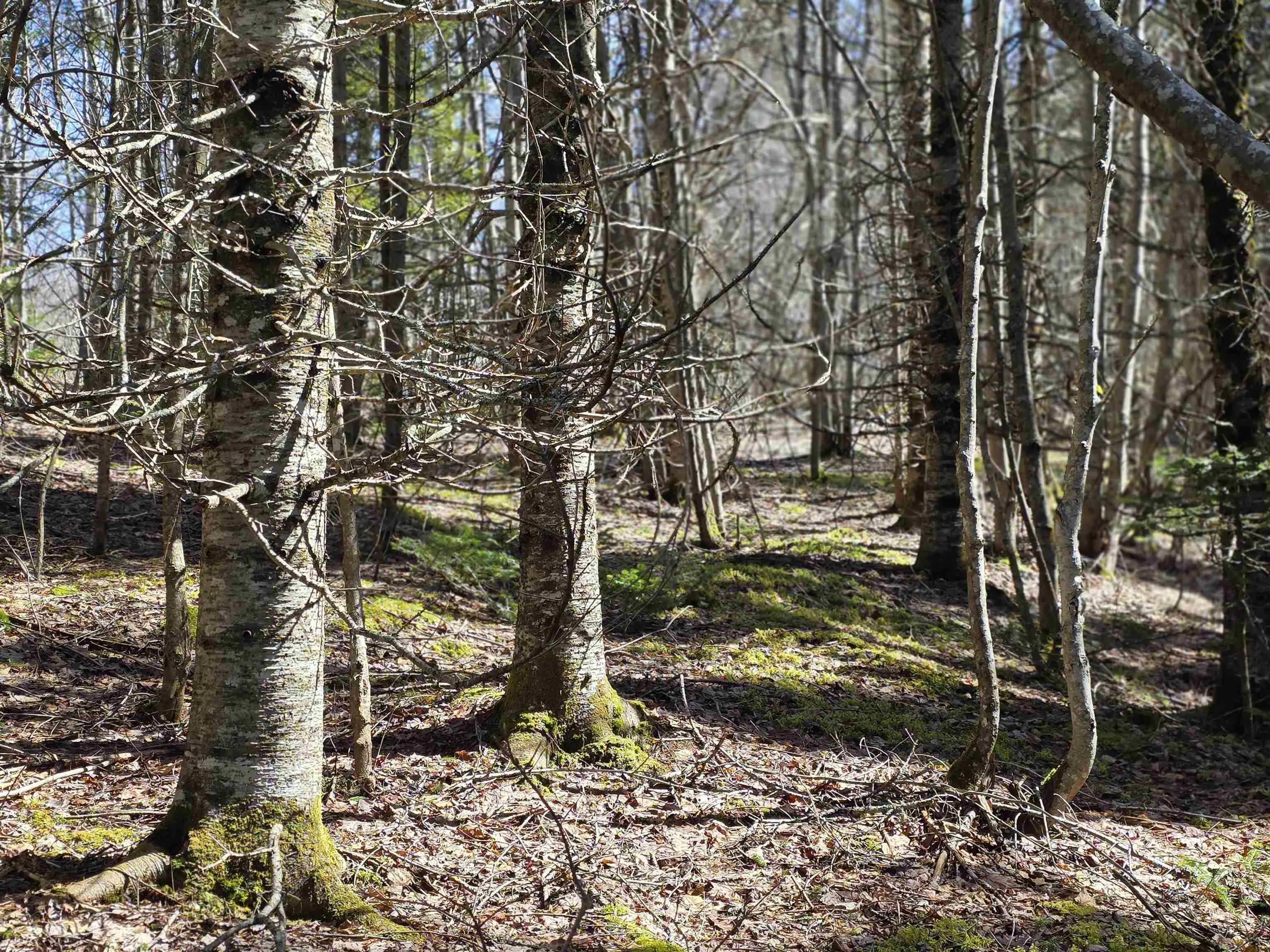 Macleod Settlement Road, Upper Southwest Mabou Ns B0e 2w0, ,Land,For Sale,Macleod Settlement,202509856