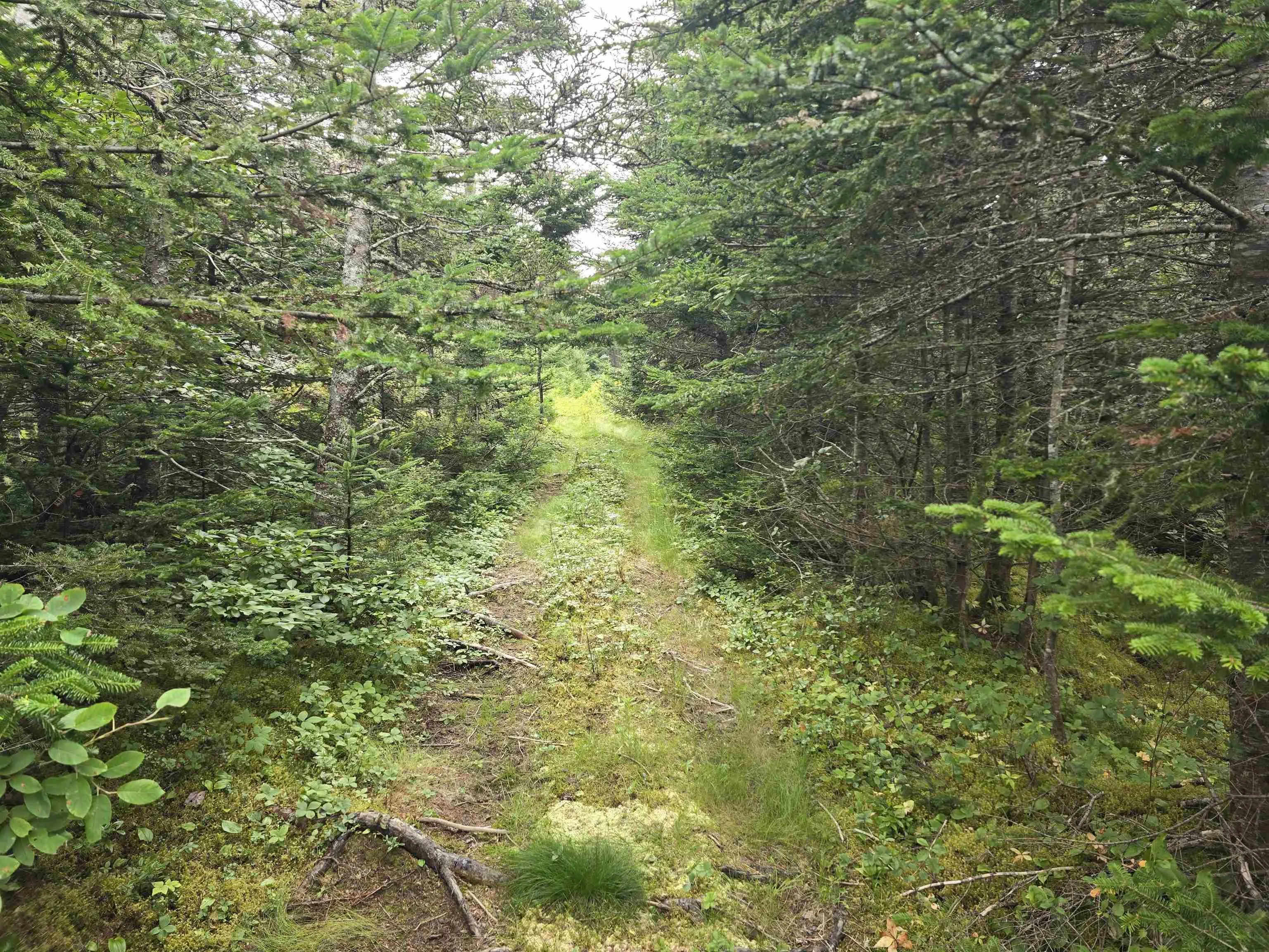 Hapes Point Road Lot 1, Ecum Secum, NS B0J 2R0, ,Land,For Sale,Hapes Point,202520504