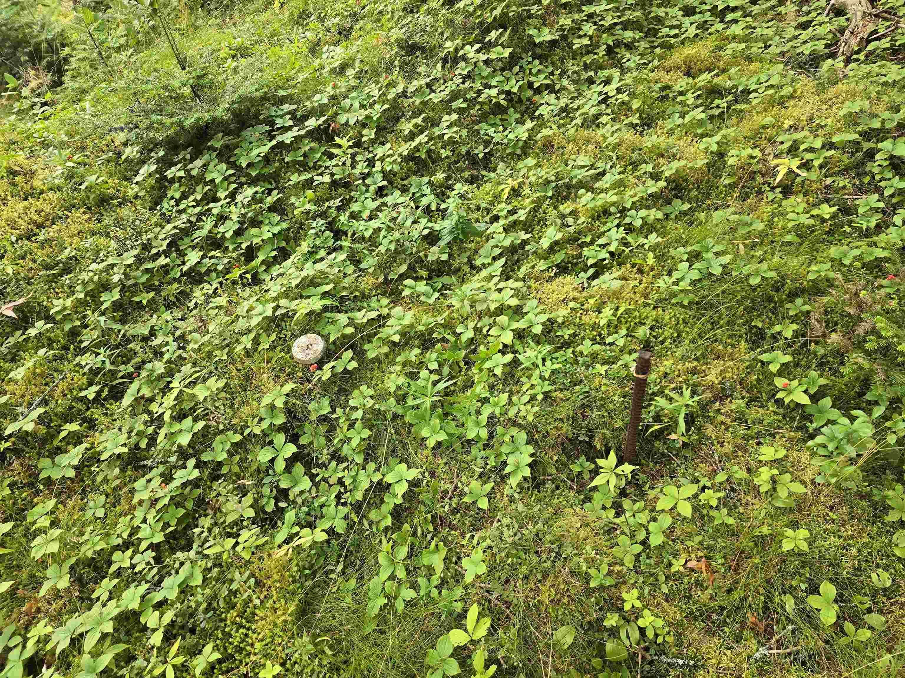 Hapes Point Road Lot 1, Ecum Secum, NS B0J 2R0, ,Land,For Sale,Hapes Point,202520504