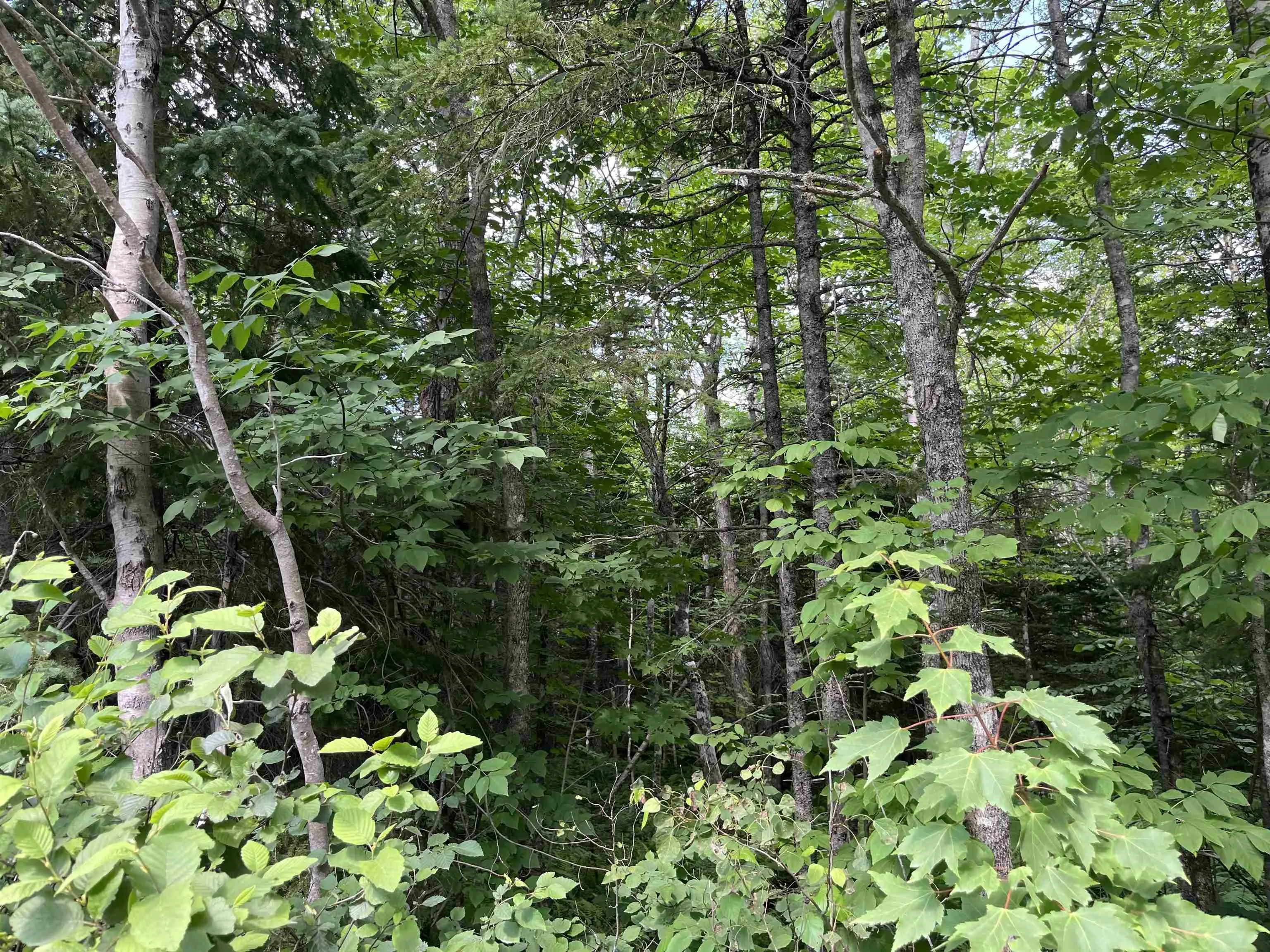 2-lots 1-7 Butler Road Road, Forest Home Ns B4n 3v8, ,Land,For Sale,Butler Road,202307825
