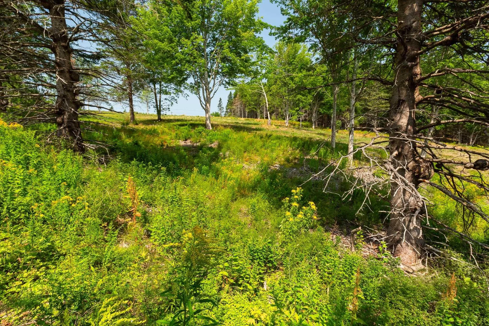 Highway 19, Hawleys Hill Highway Lot 3, Mabou Ns B0e 1x0, ,Land,For Sale,Highway 19, Hawleys Hill,202424380