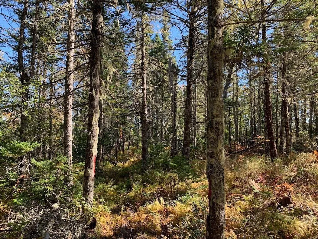 Pleasant River Preserve Lot 1, Pleasant River Ns B0t 1x0, ,Land,For Sale,Pleasant River Preserve,202418577