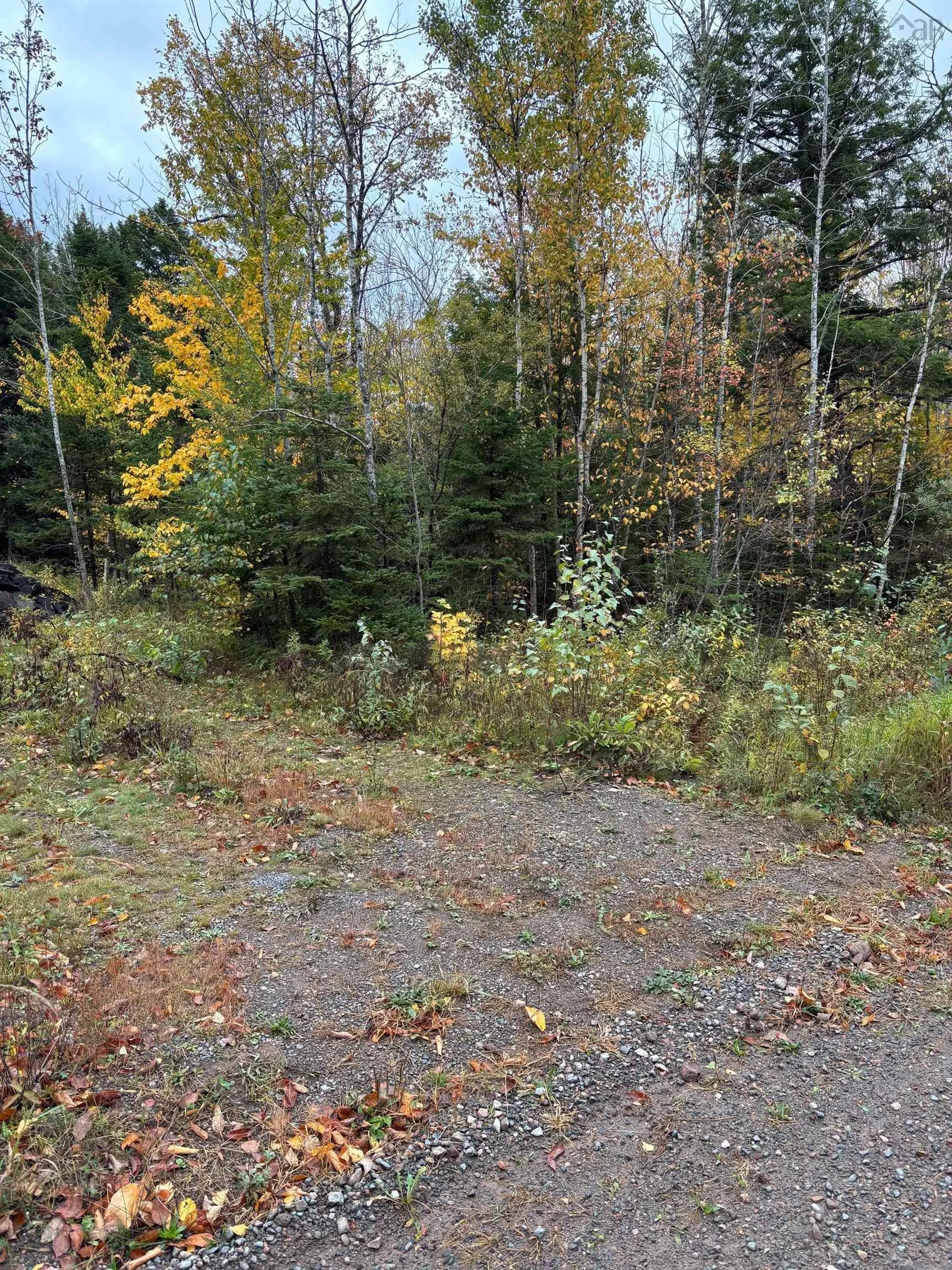 360 Condon Rd, Scotsburn, NS B0K 1R0, ,Land,For Sale,Condon Rd,202525485
