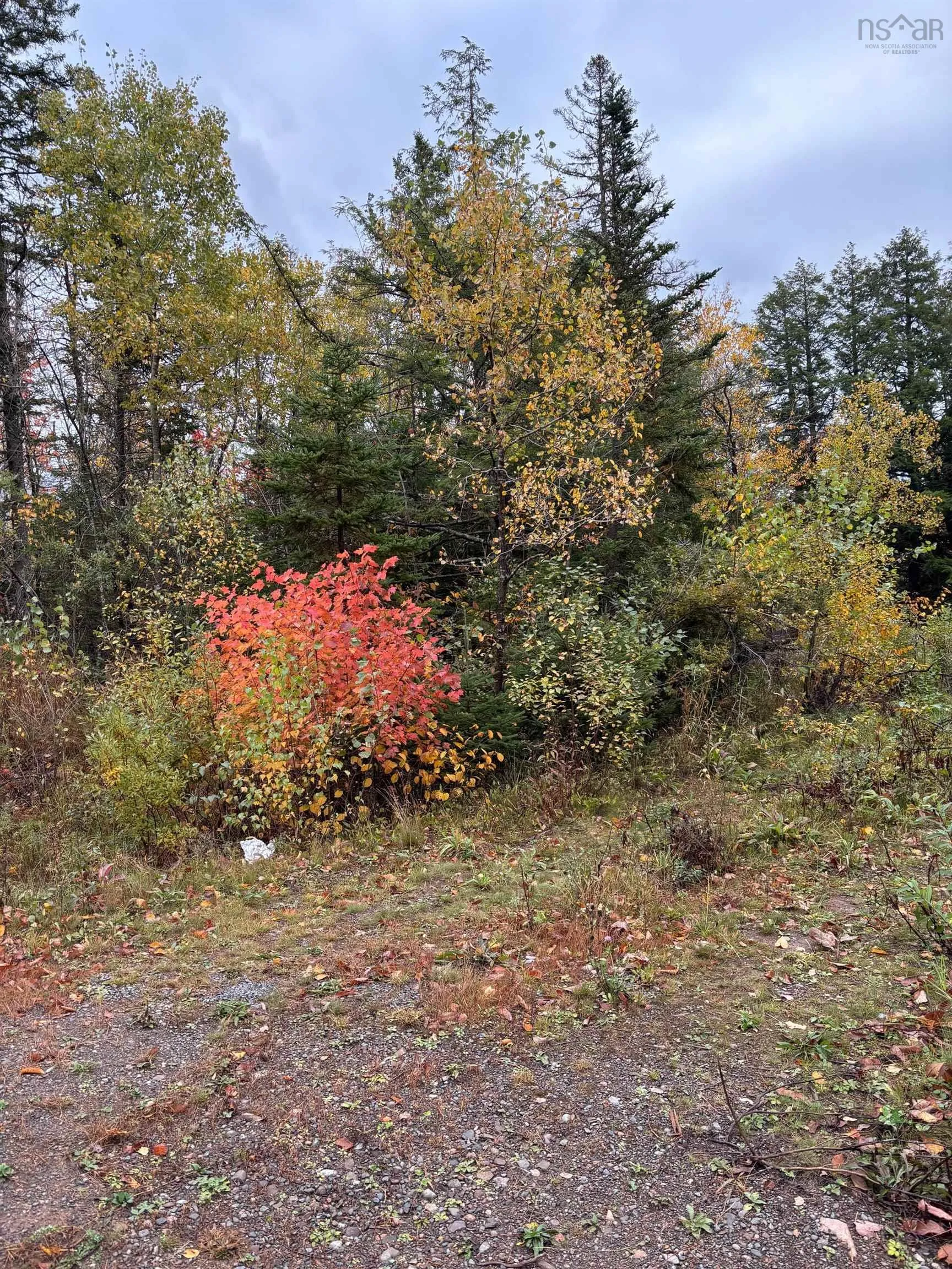 360 Condon Rd, Scotsburn, NS B0K 1R0, ,Land,For Sale,Condon Rd,202525485