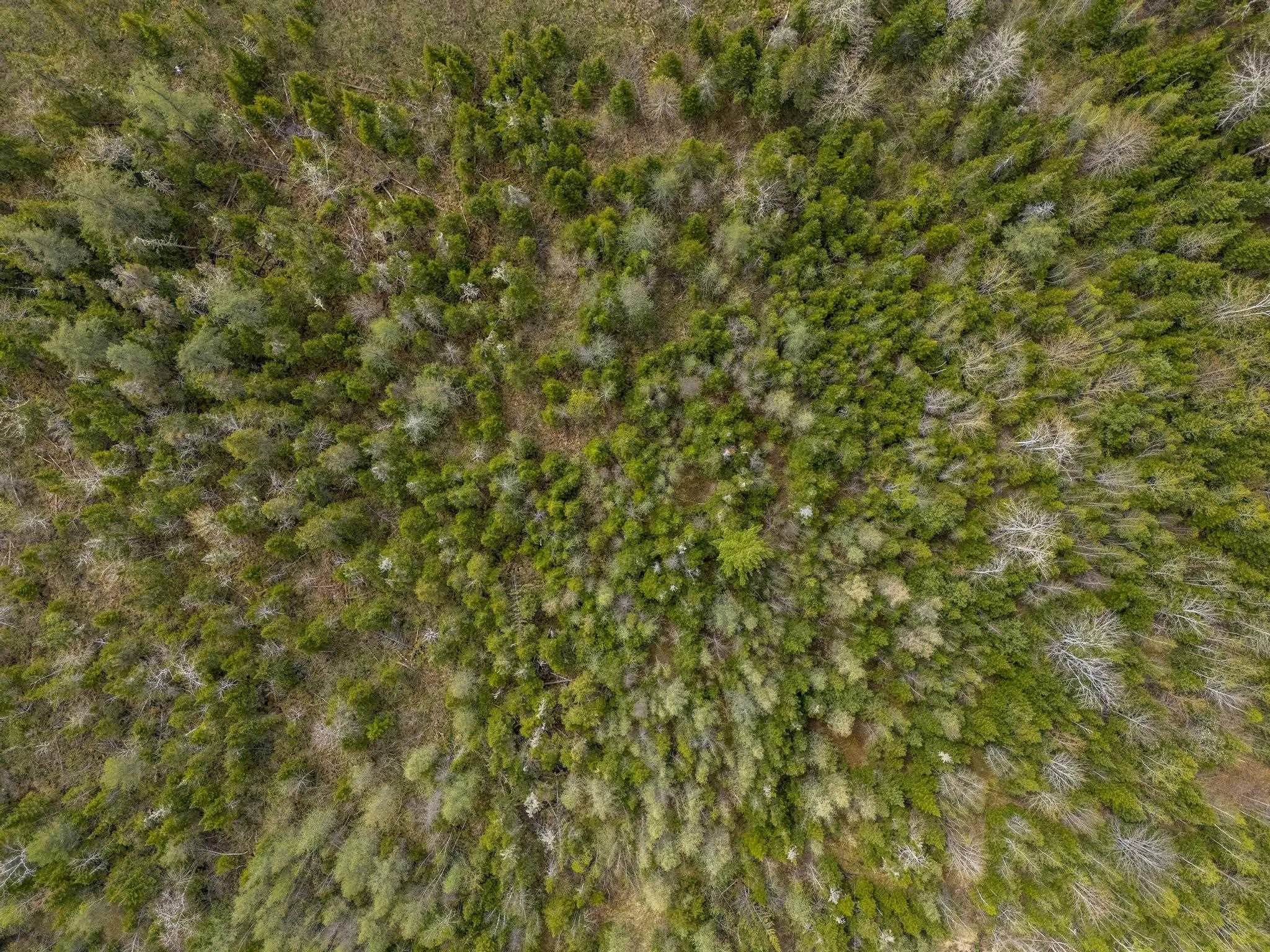 Coldstream Road Lot 18, West St Andrews, NS B0N 2J0, ,Land,For Sale,Coldstream,202513334